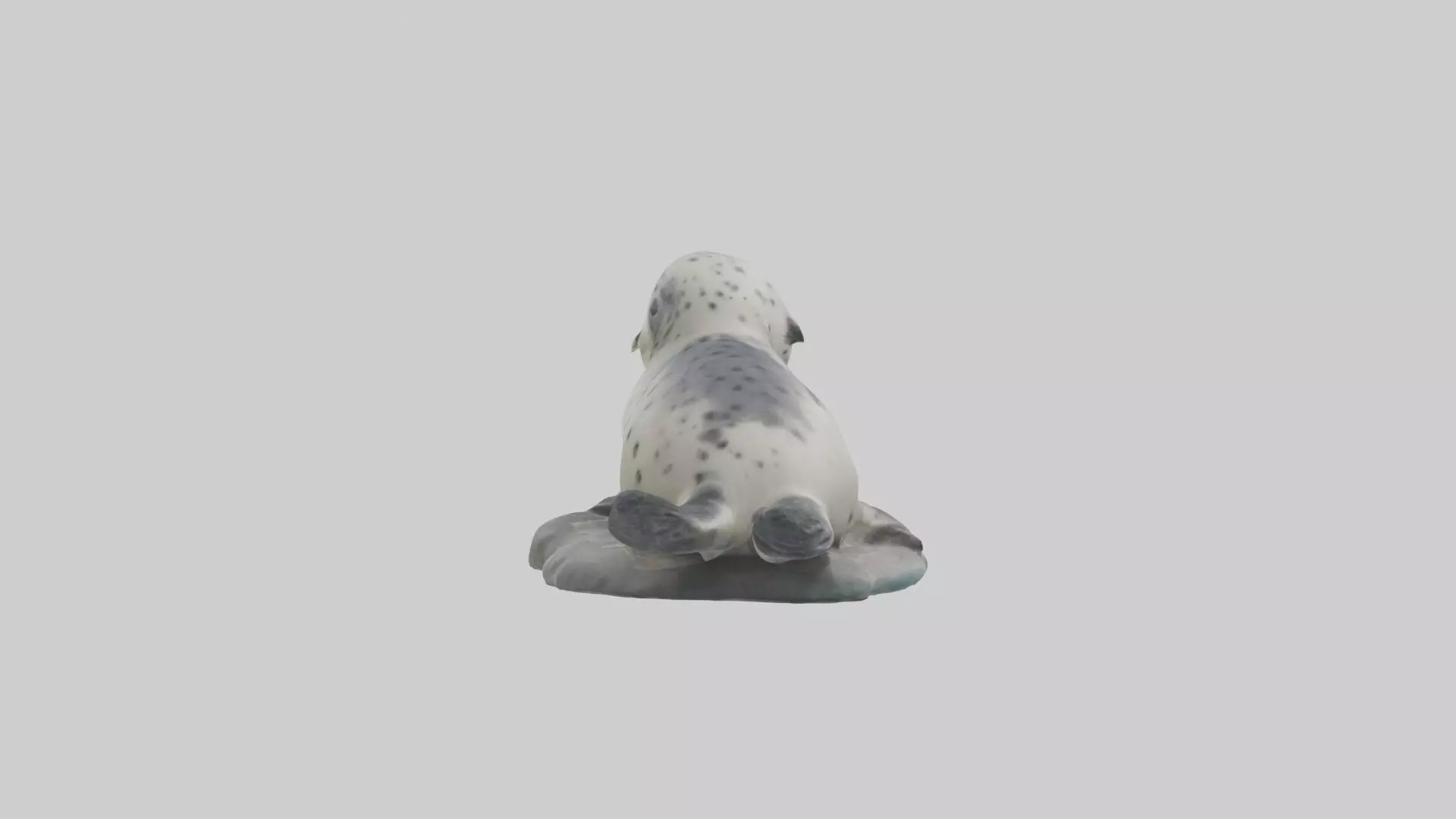 Harbor Seal Pup Model 1 Low-poly 3D model_0