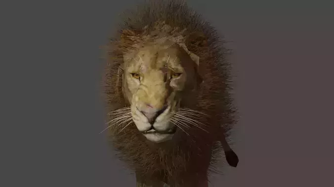lion with full rig
