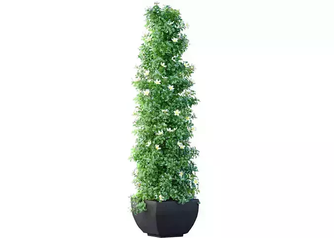 A tall decorative tree shrub houseplant in modern black pot