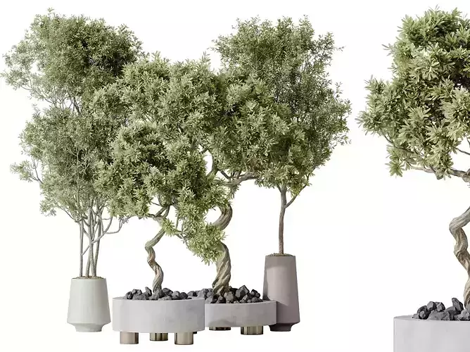 AV Indoor plants set 131 Mission Kalamata Arbequina Olive