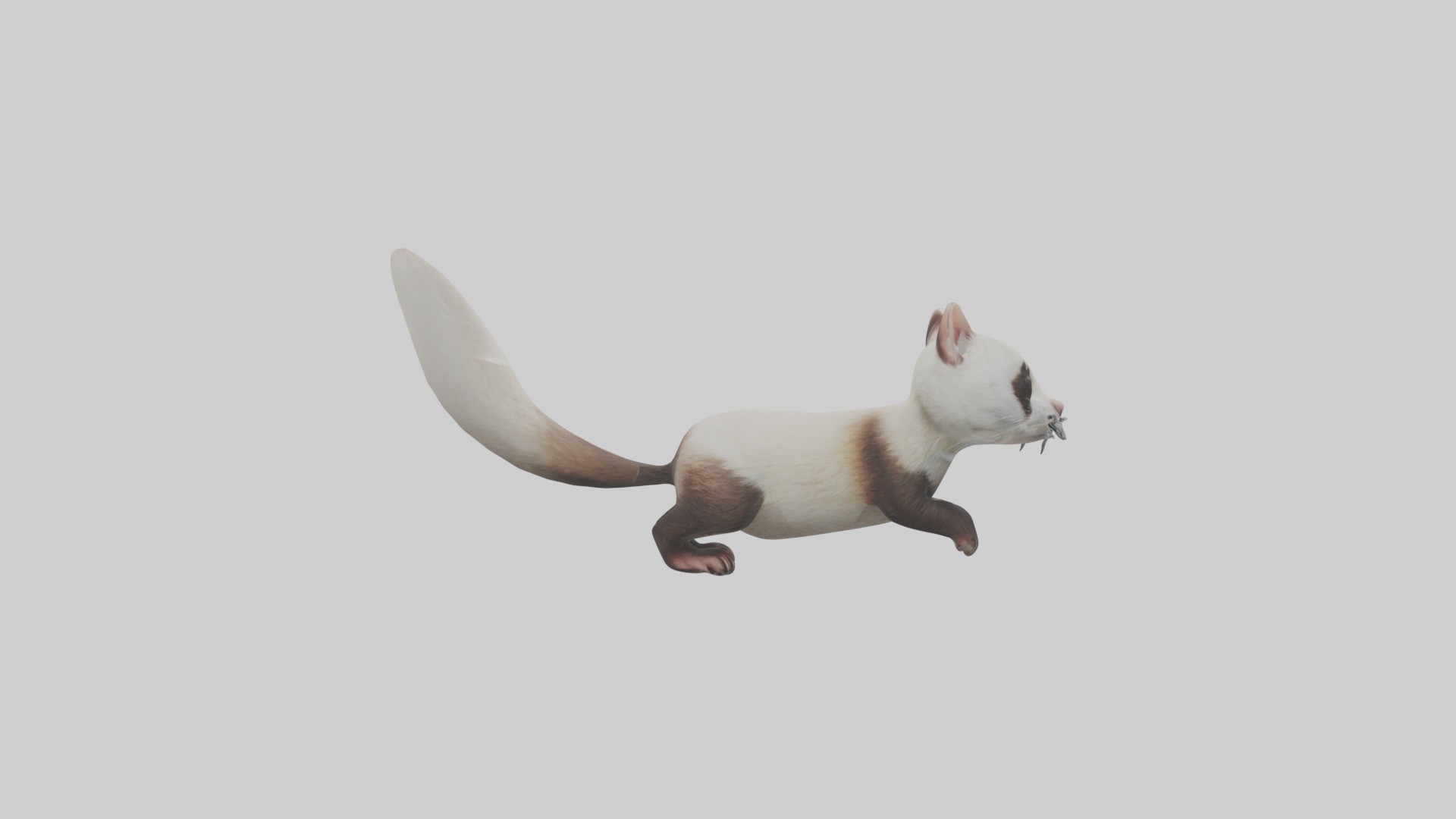 Ferret Model 1 Low-poly 3D model_7