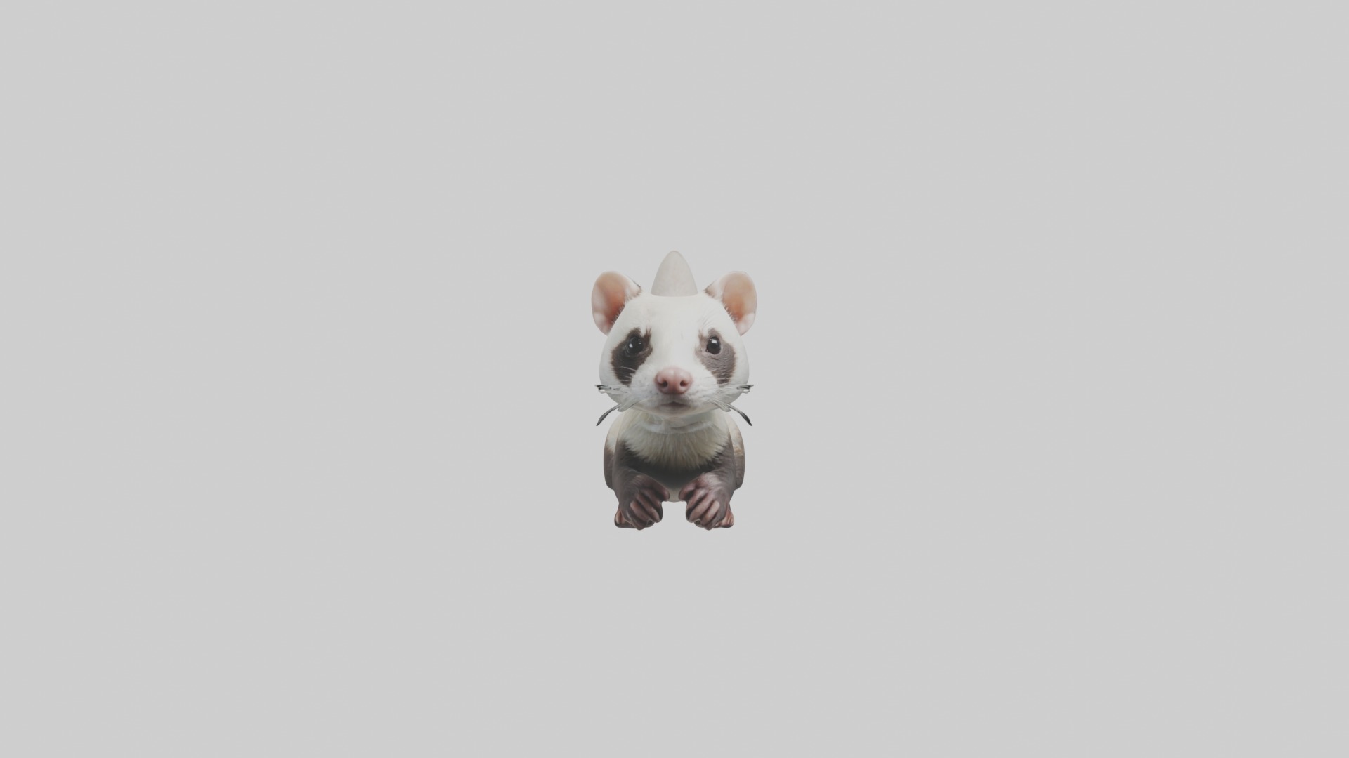 Ferret Model 1 Low-poly 3D model_4