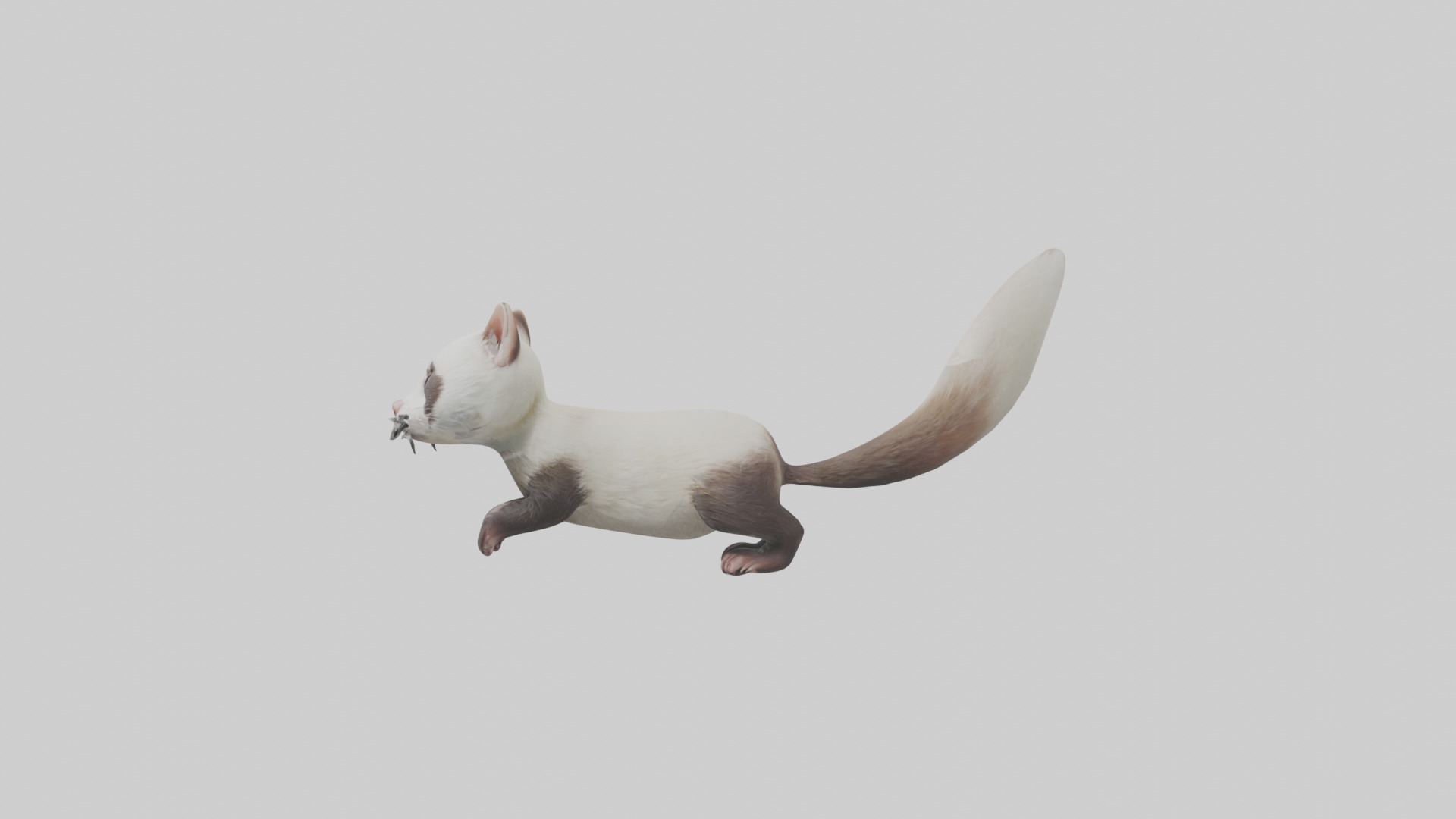 Ferret Model 1 Low-poly 3D model_6
