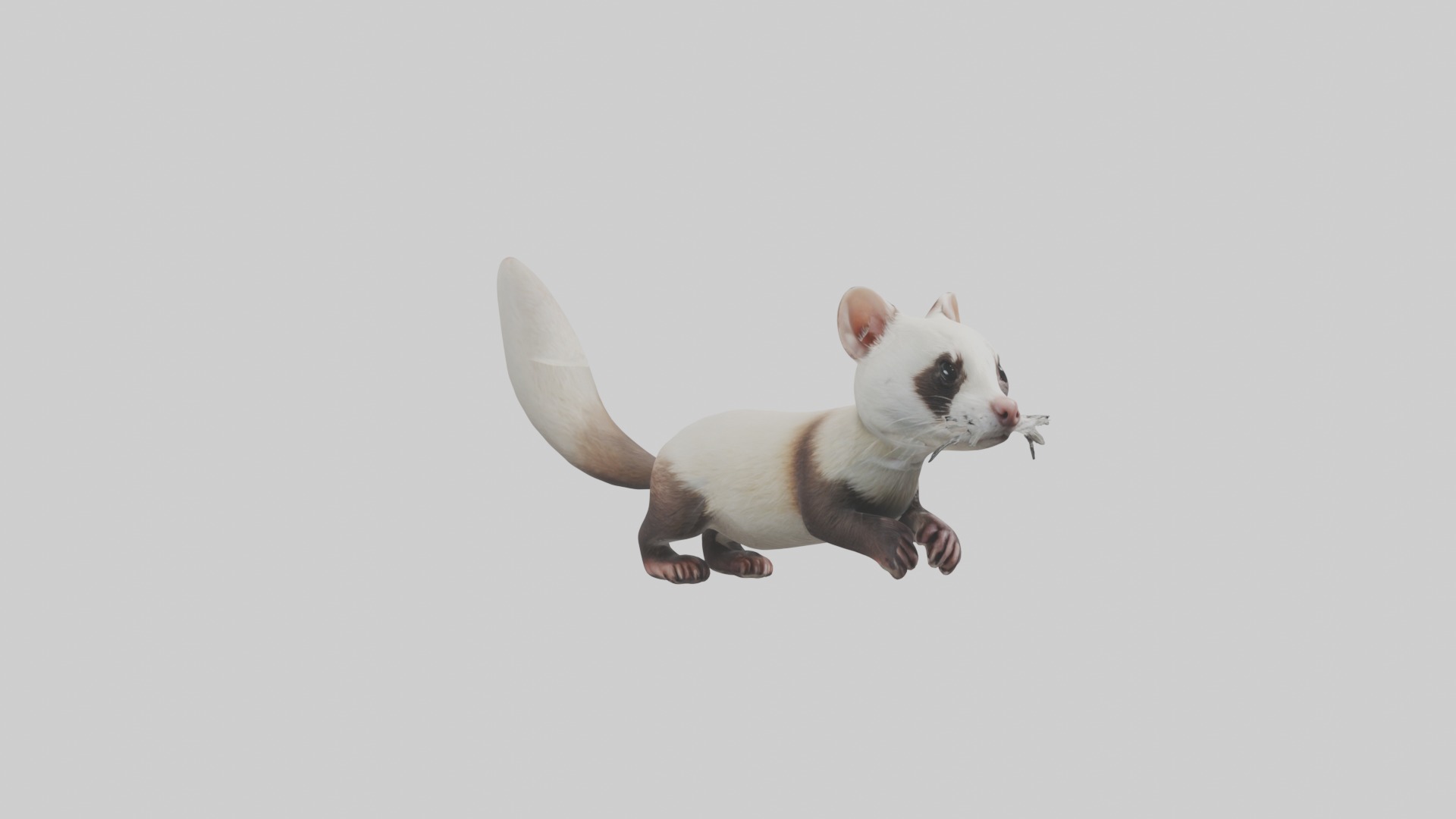 Ferret Model 1 Low-poly 3D model_5