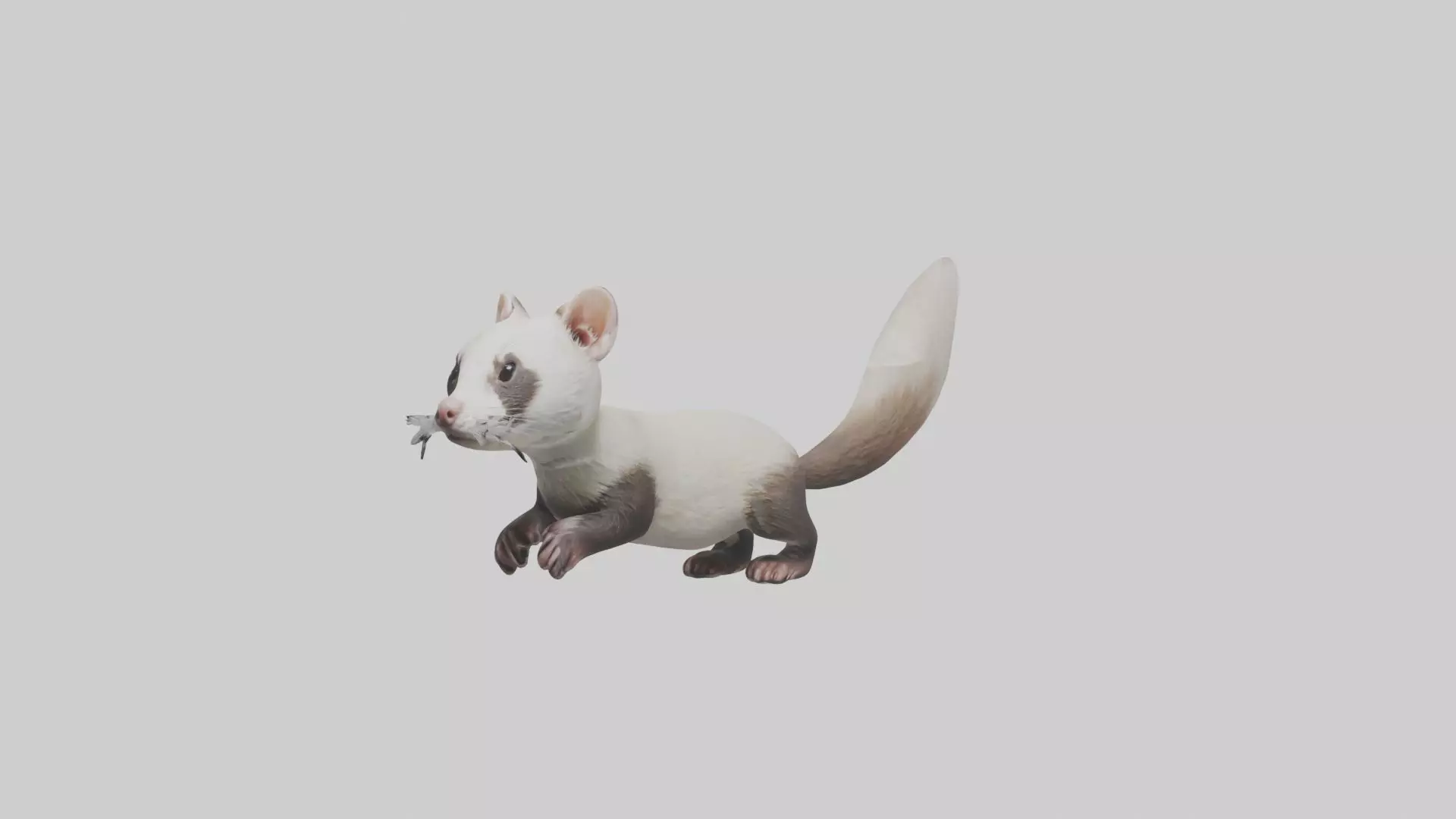 Ferret Model 1 Low-poly 3D model_0