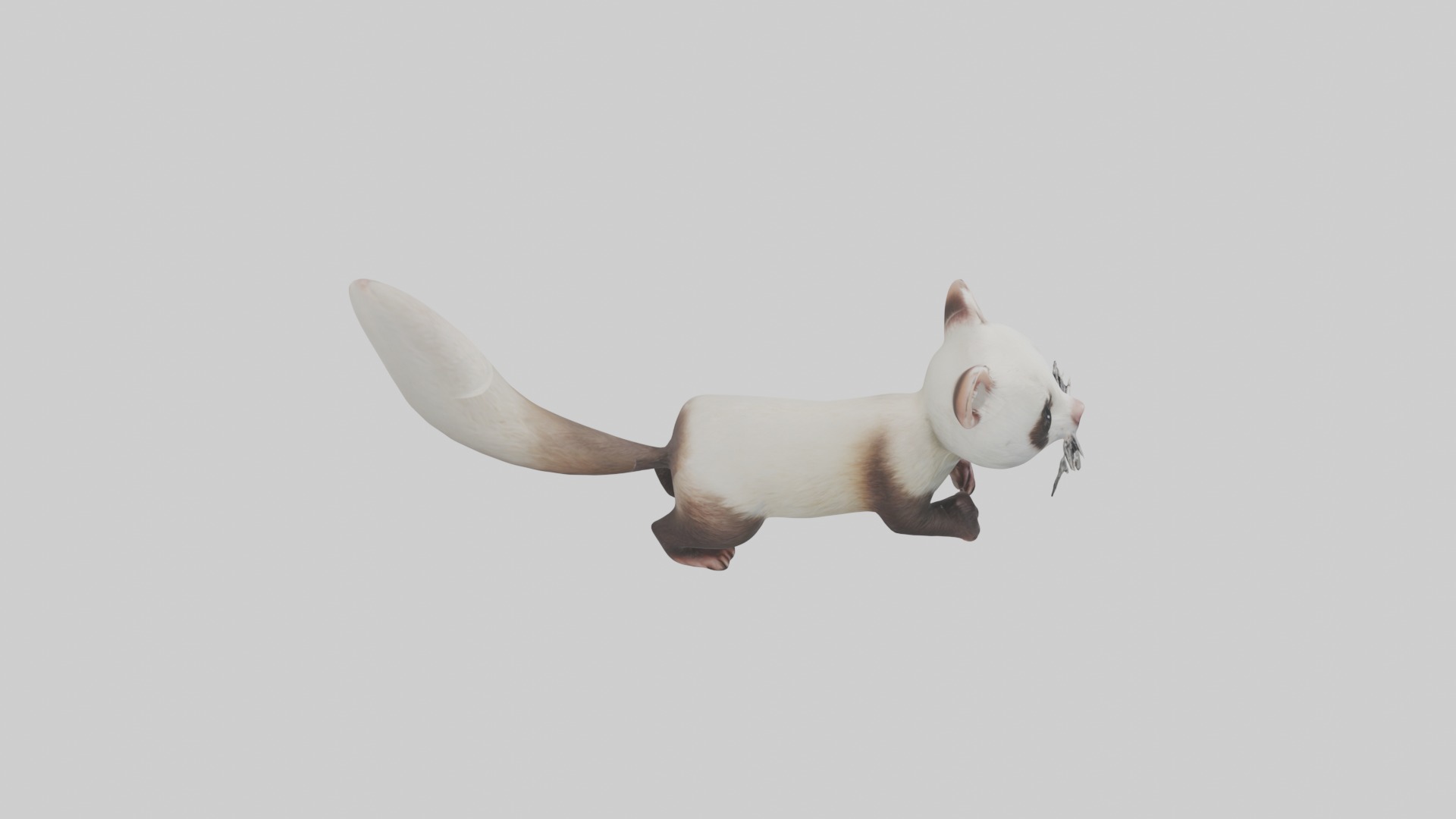 Ferret Model 1 Low-poly 3D model_12