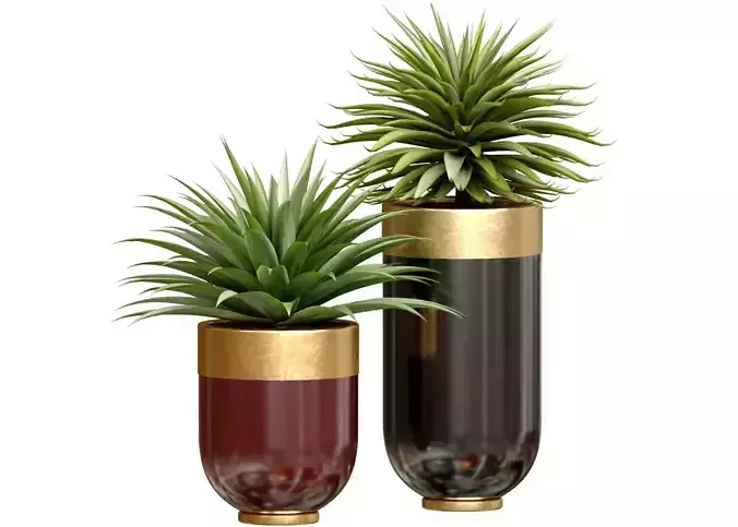 Decorative tropical Agave plant in modern Luxury flower pots 3D model