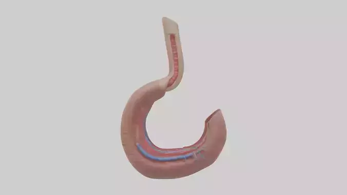Esophagus Model 1