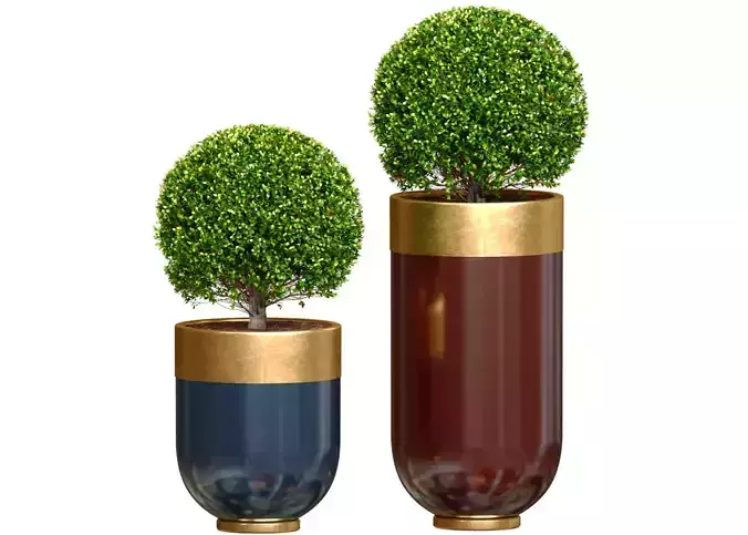 Boxwood Buxus  shrub tree in modern Luxury flower pots vases 