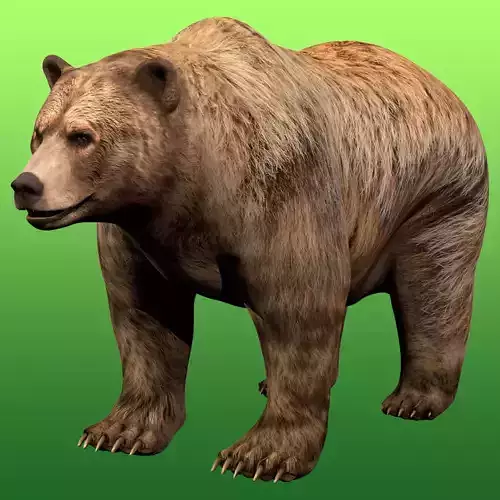 Grizzly Bear Rig 3D model