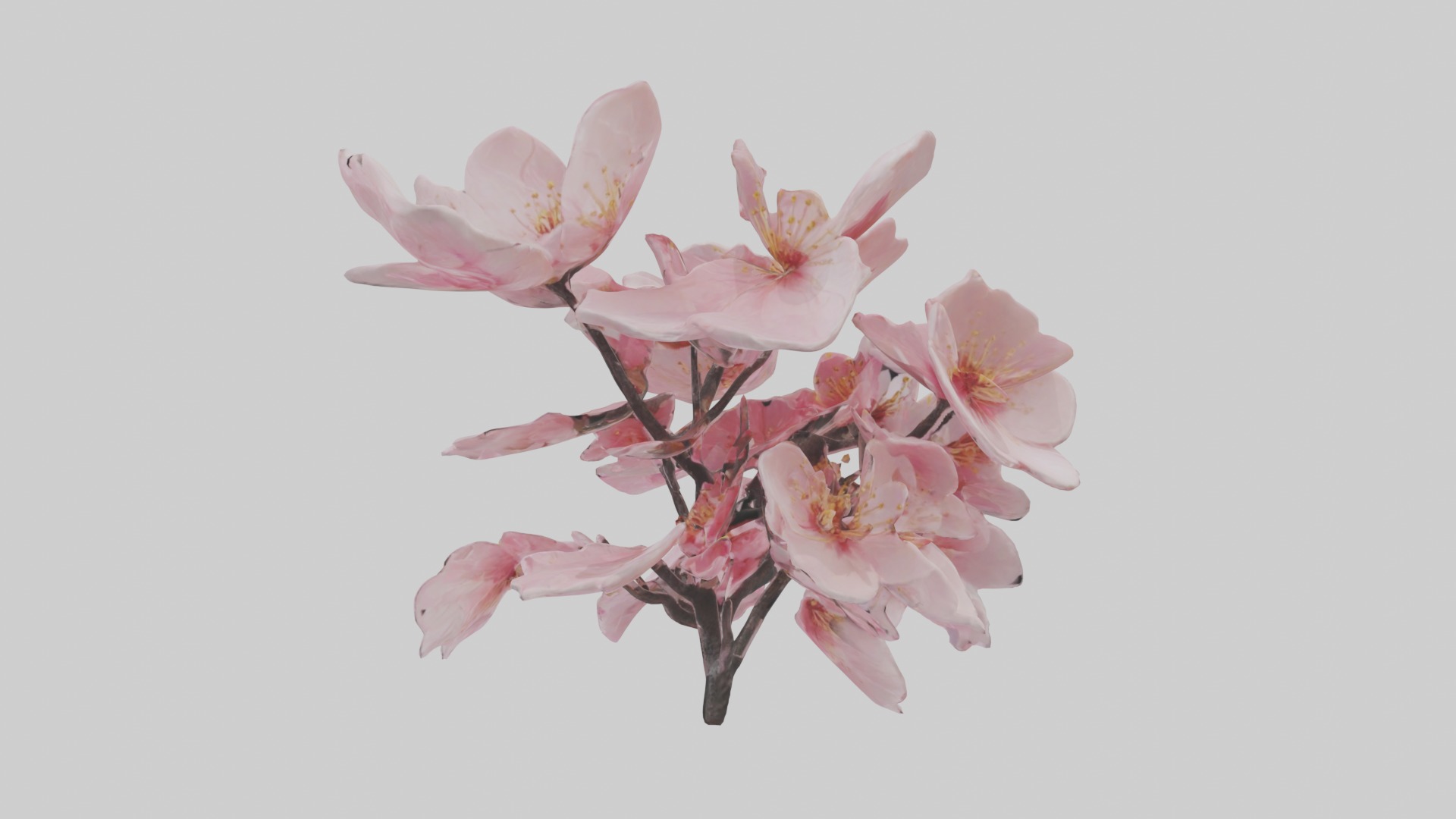 Cherry Blossom Flower 1 Low-poly 3D model_1