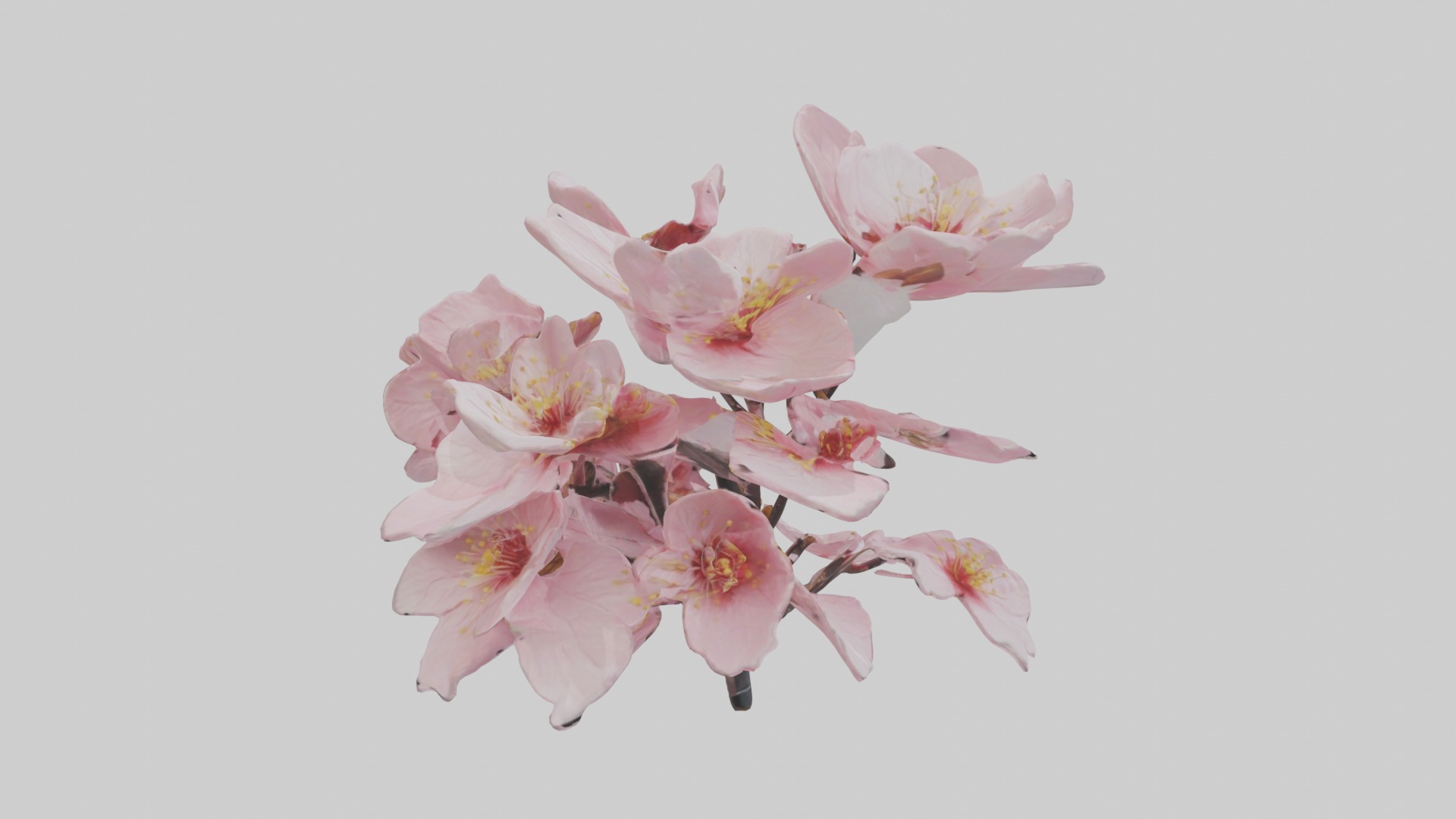 Cherry Blossom Flower 1 Low-poly 3D model_5