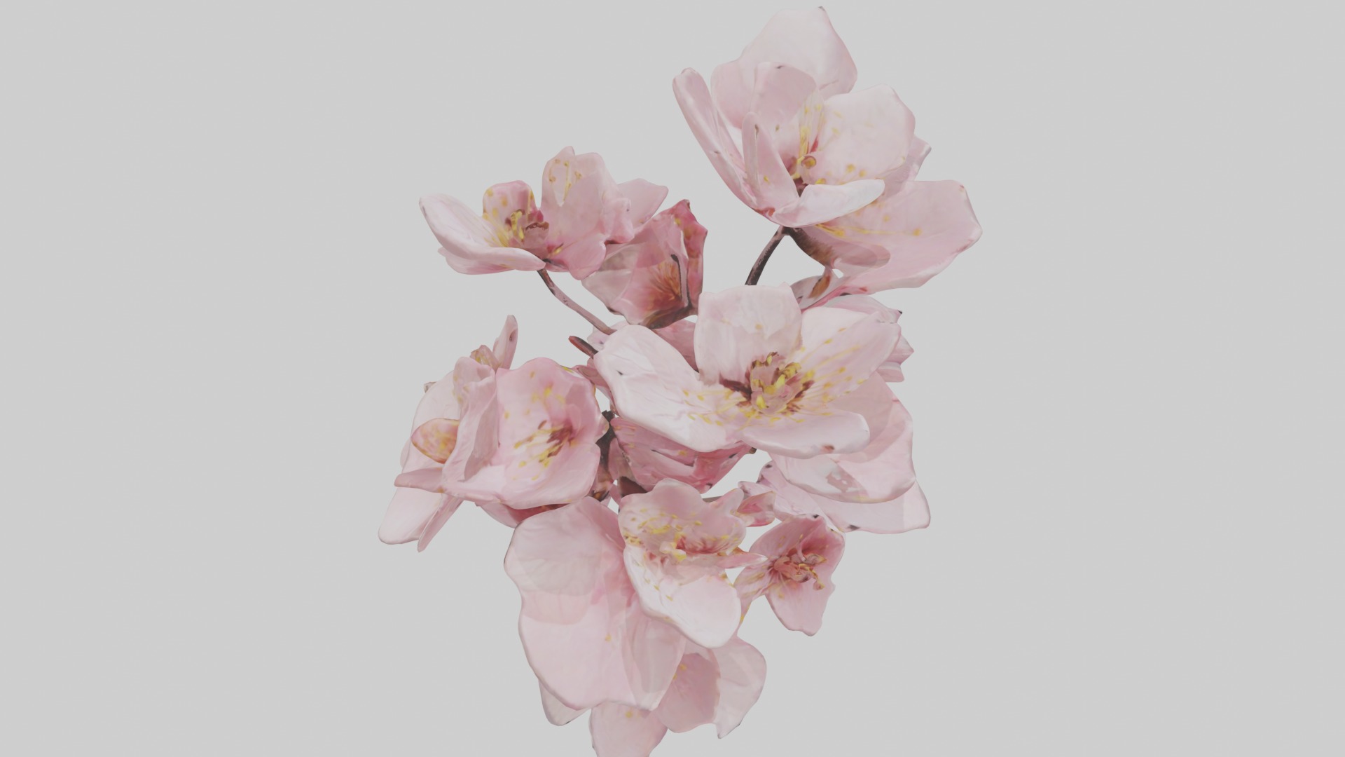 Cherry Blossom Flower 1 Low-poly 3D model_12