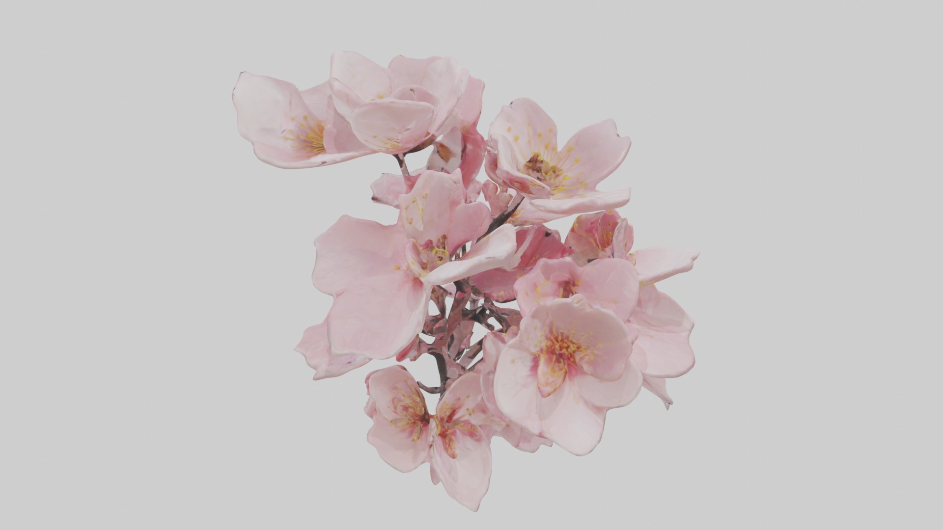 Cherry Blossom Flower 1 Low-poly 3D model_9