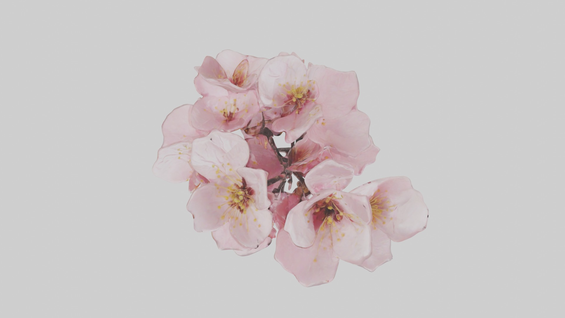 Cherry Blossom Flower 1 Low-poly 3D model_8