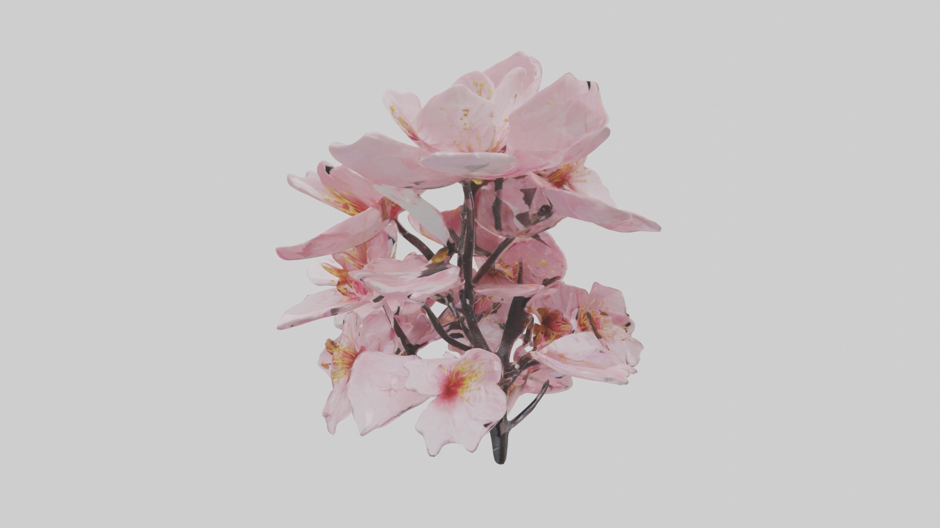 Cherry Blossom Flower 1 Low-poly 3D model_4