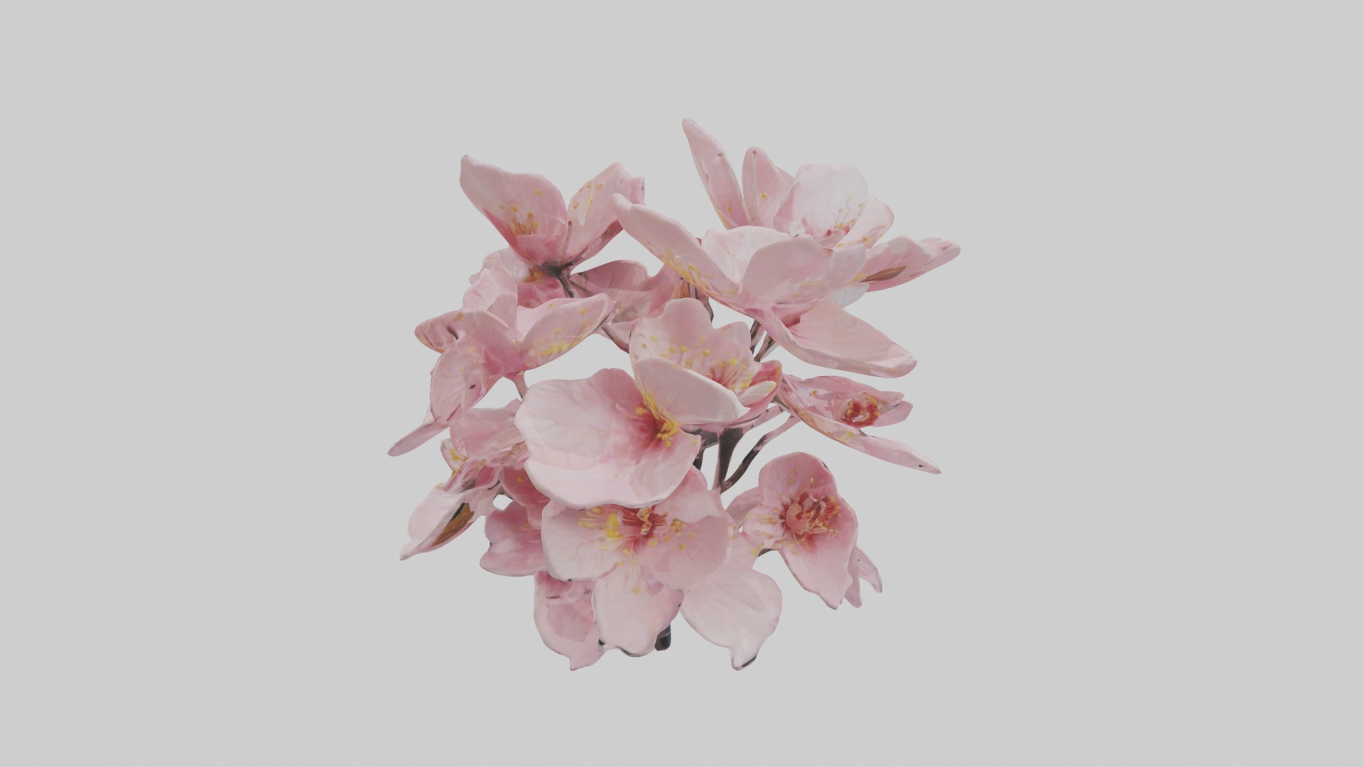Cherry Blossom Flower 1 Low-poly 3D model_7