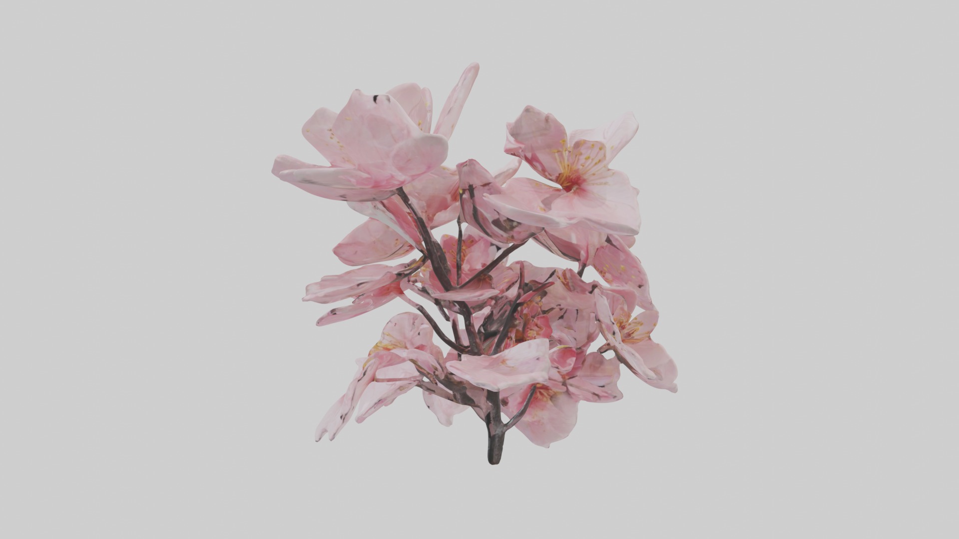 Cherry Blossom Flower 1 Low-poly 3D model_6