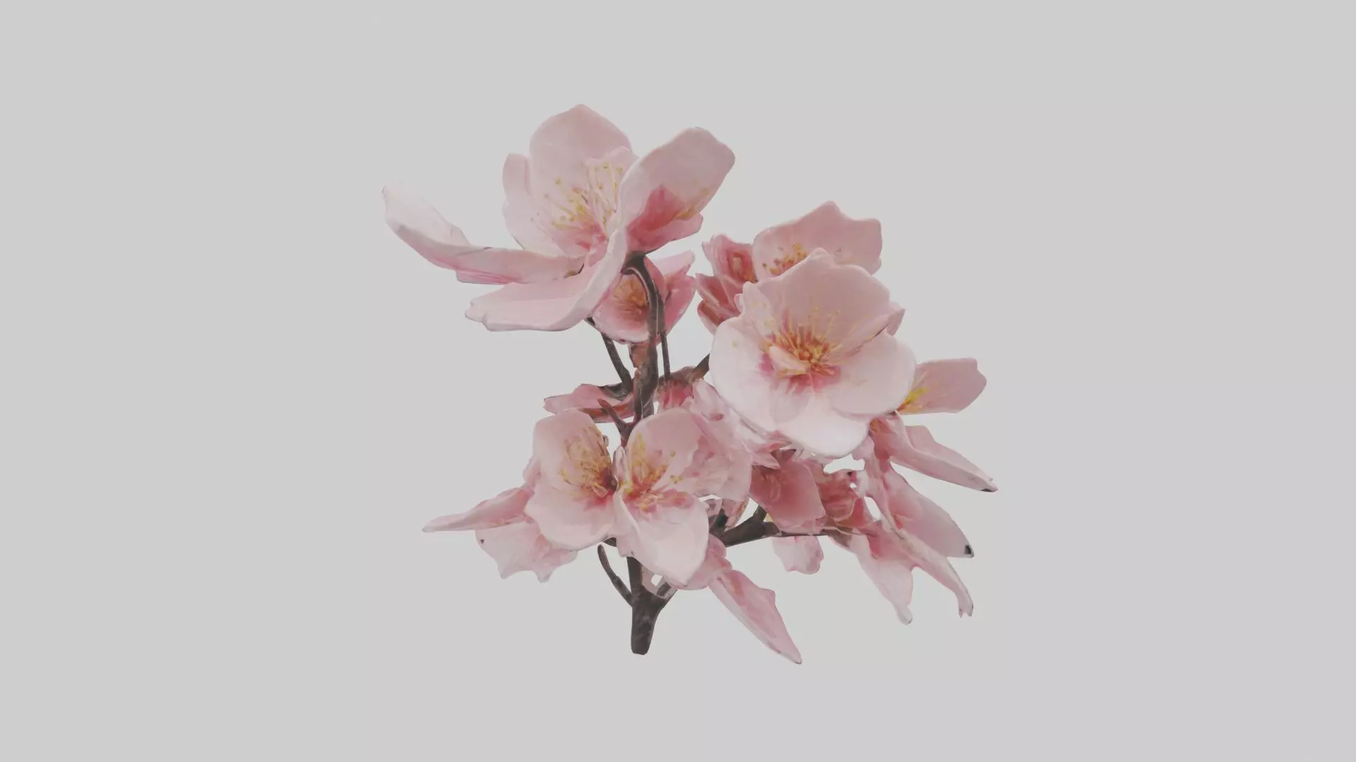 Cherry Blossom Flower 1 Low-poly 3D model_0