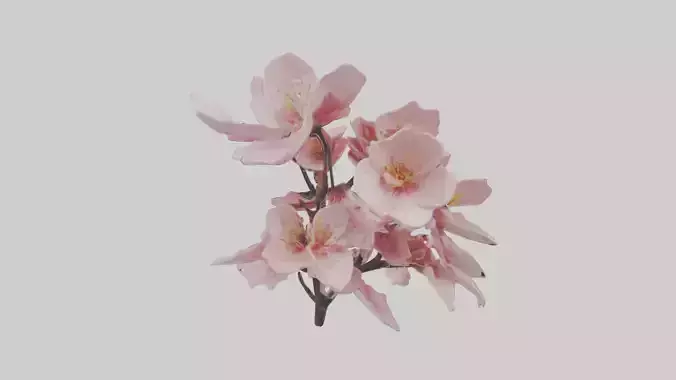 Cherry Blossom Flower 1 Low-poly 3D model