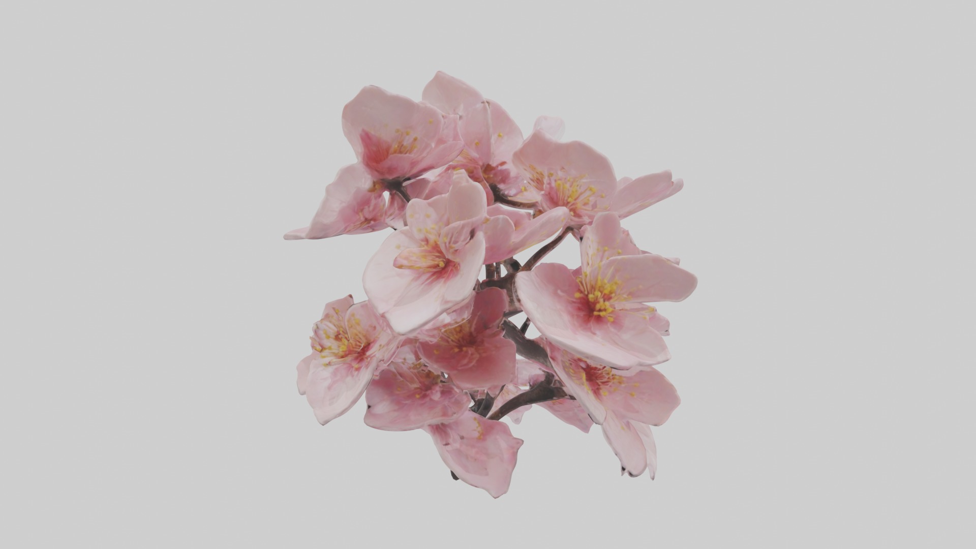 Cherry Blossom Flower 1 Low-poly 3D model_2