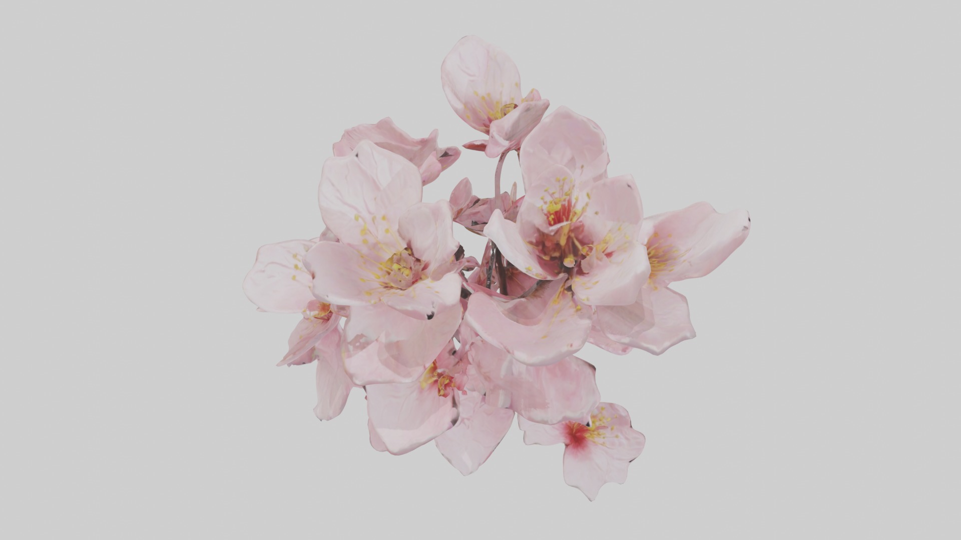 Cherry Blossom Flower 1 Low-poly 3D model_10