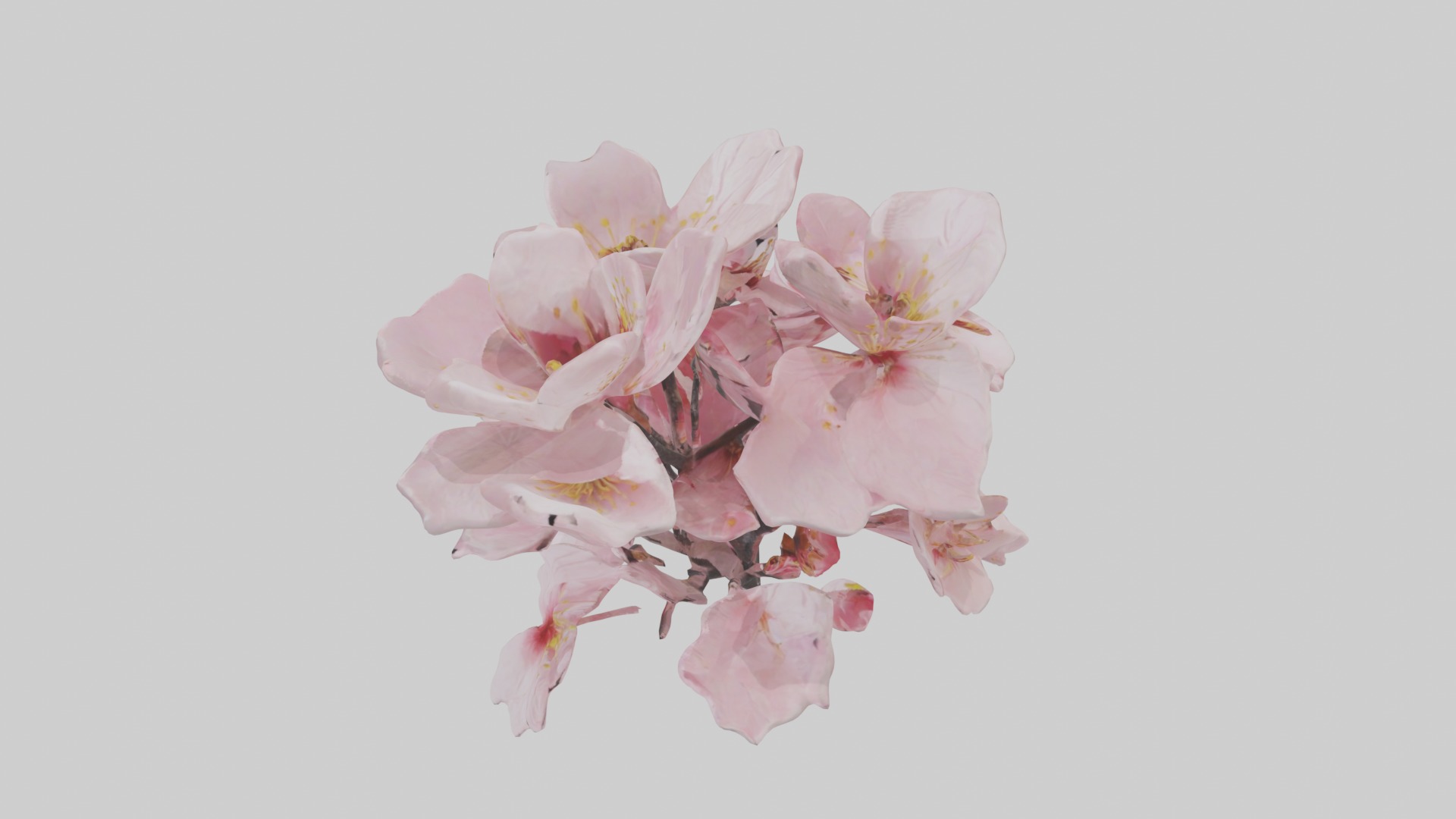 Cherry Blossom Flower 1 Low-poly 3D model_11