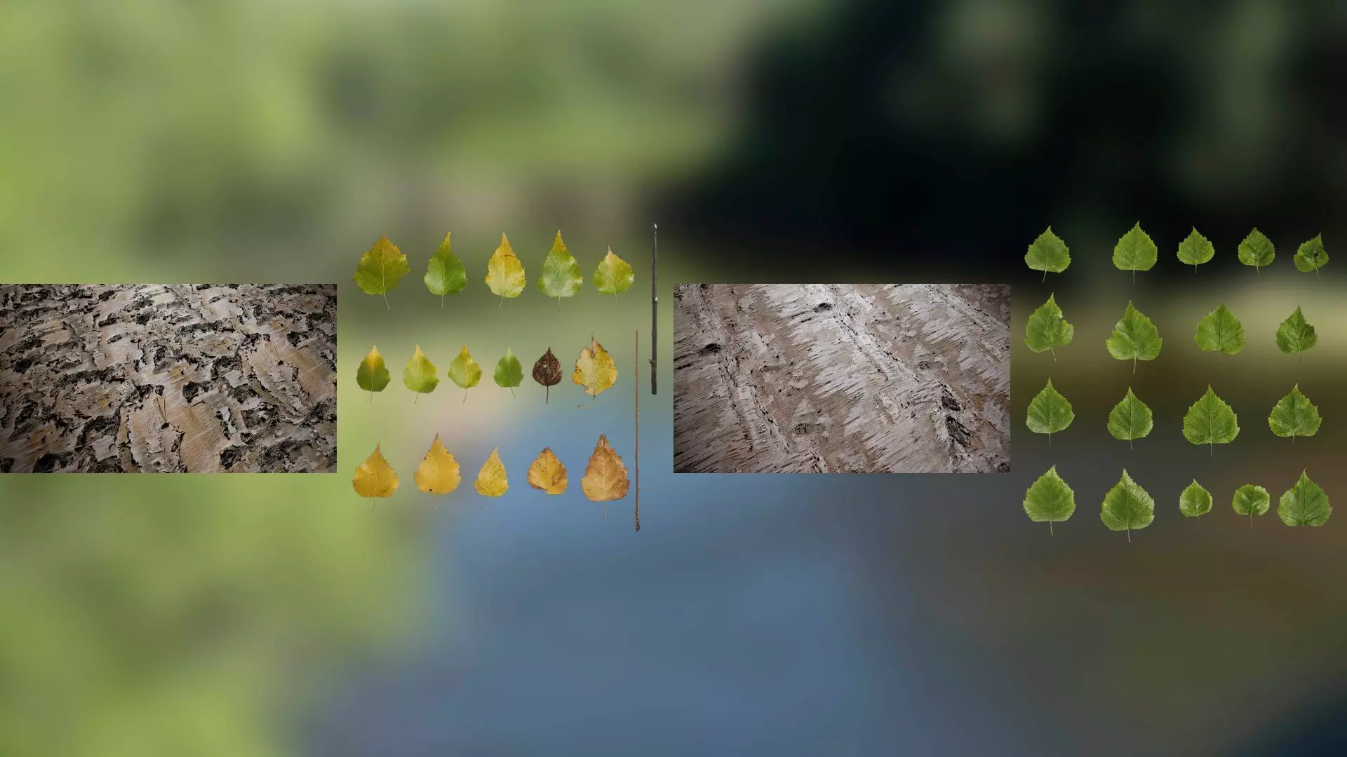 Birch Tree Texture Pack Texture