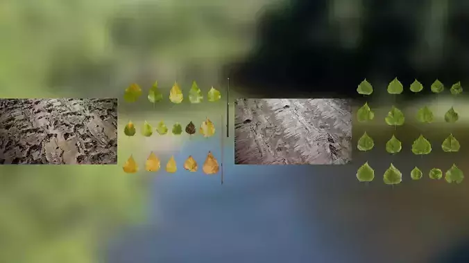 Birch Tree Texture Pack Texture