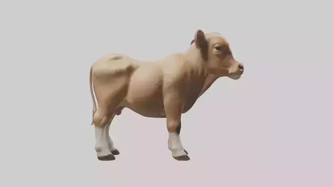 Calf Model 1