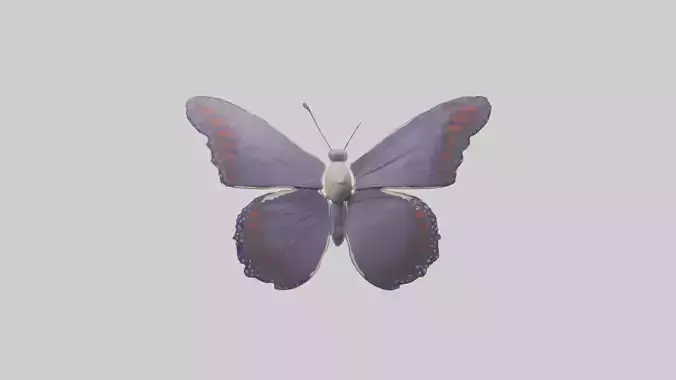 Butterfly Model 1