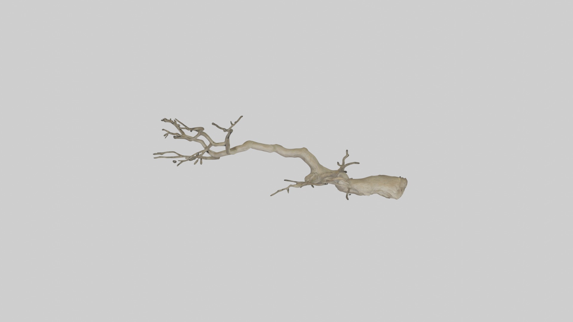 Branch Model 1 Low-poly 3D model_8