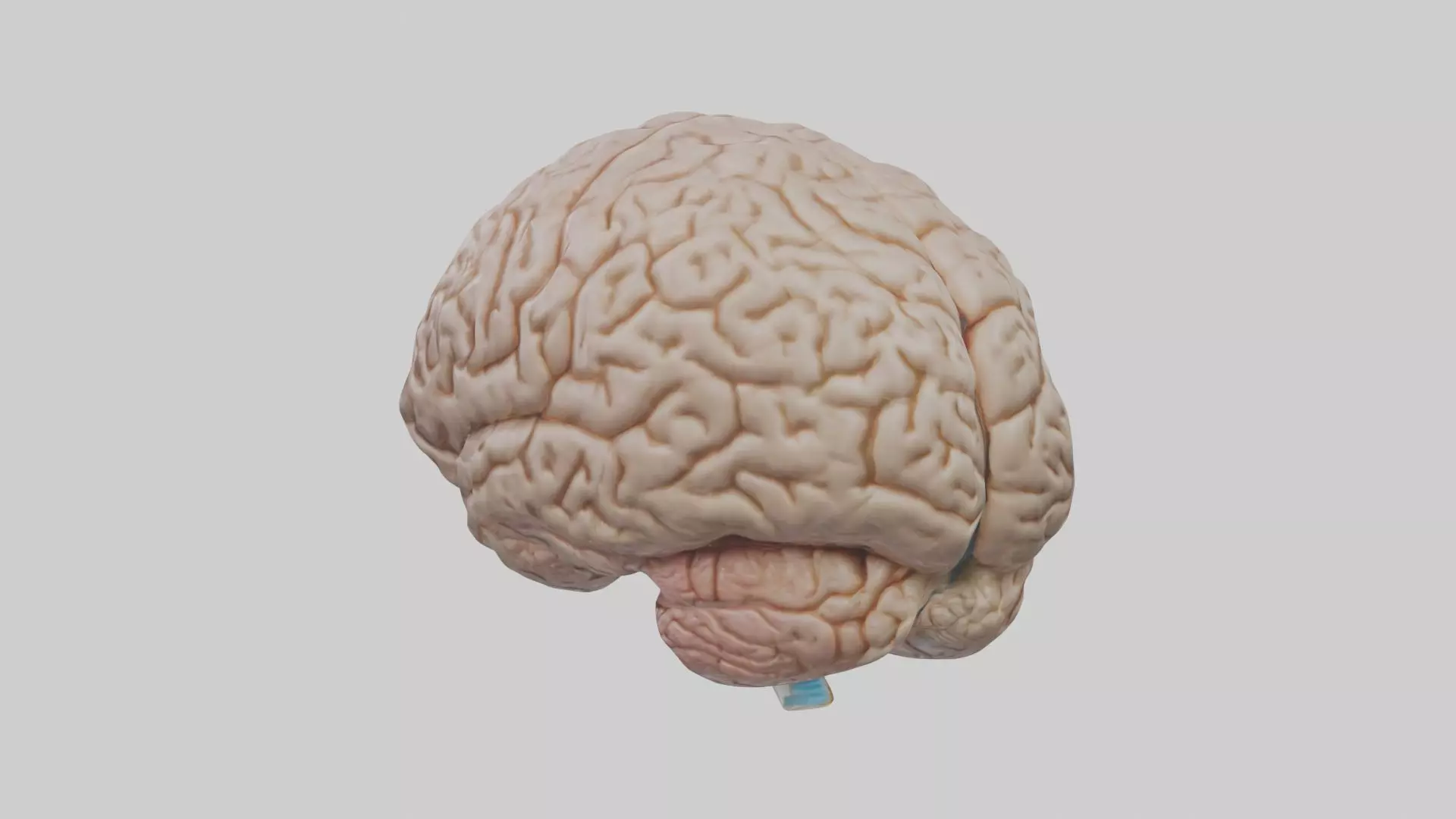 Brain Model 1 Low-poly 3D model_0