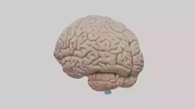 Brain Model 1 Low-poly 3D model