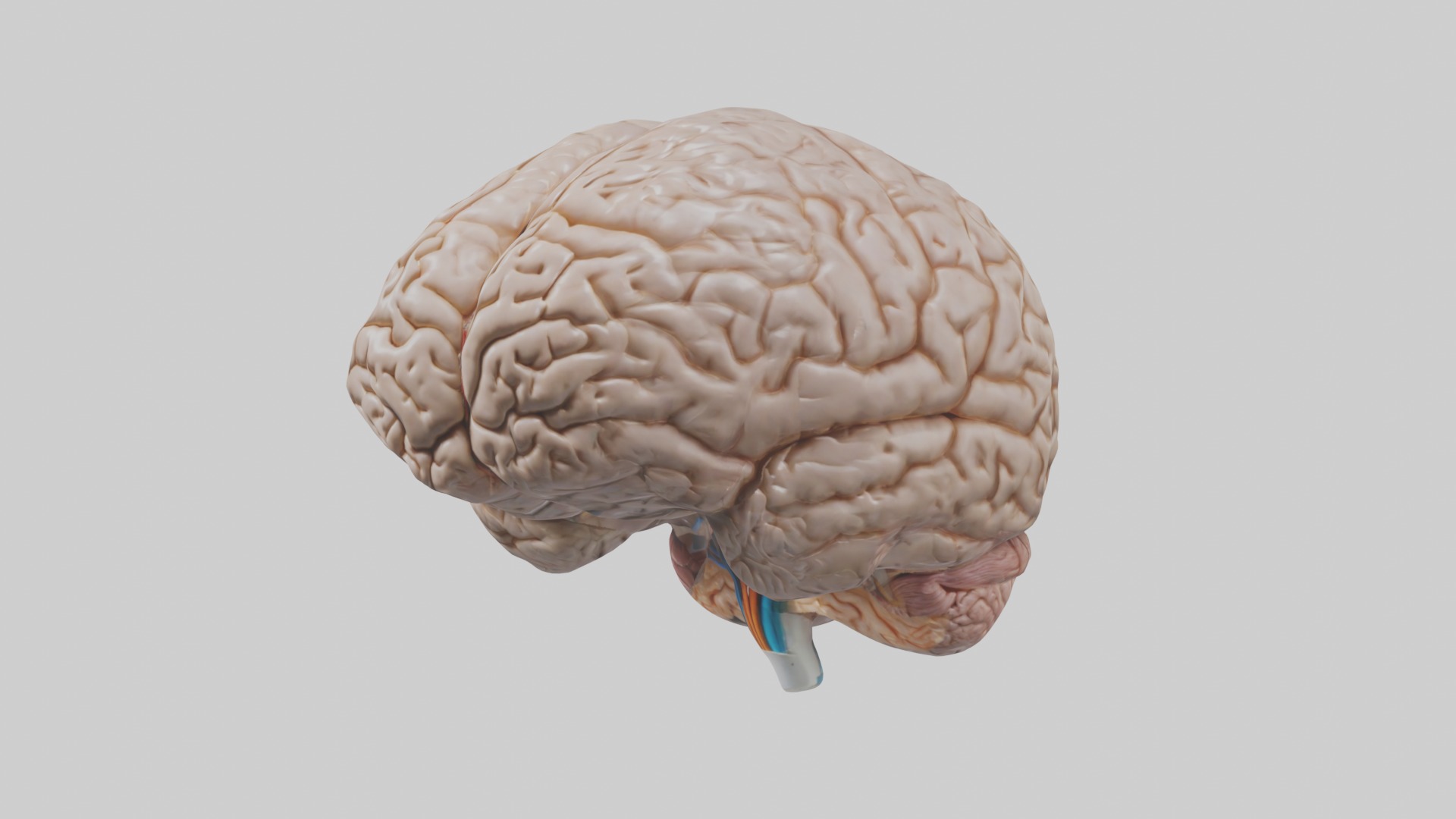 Brain Model 1 Low-poly 3D model_4