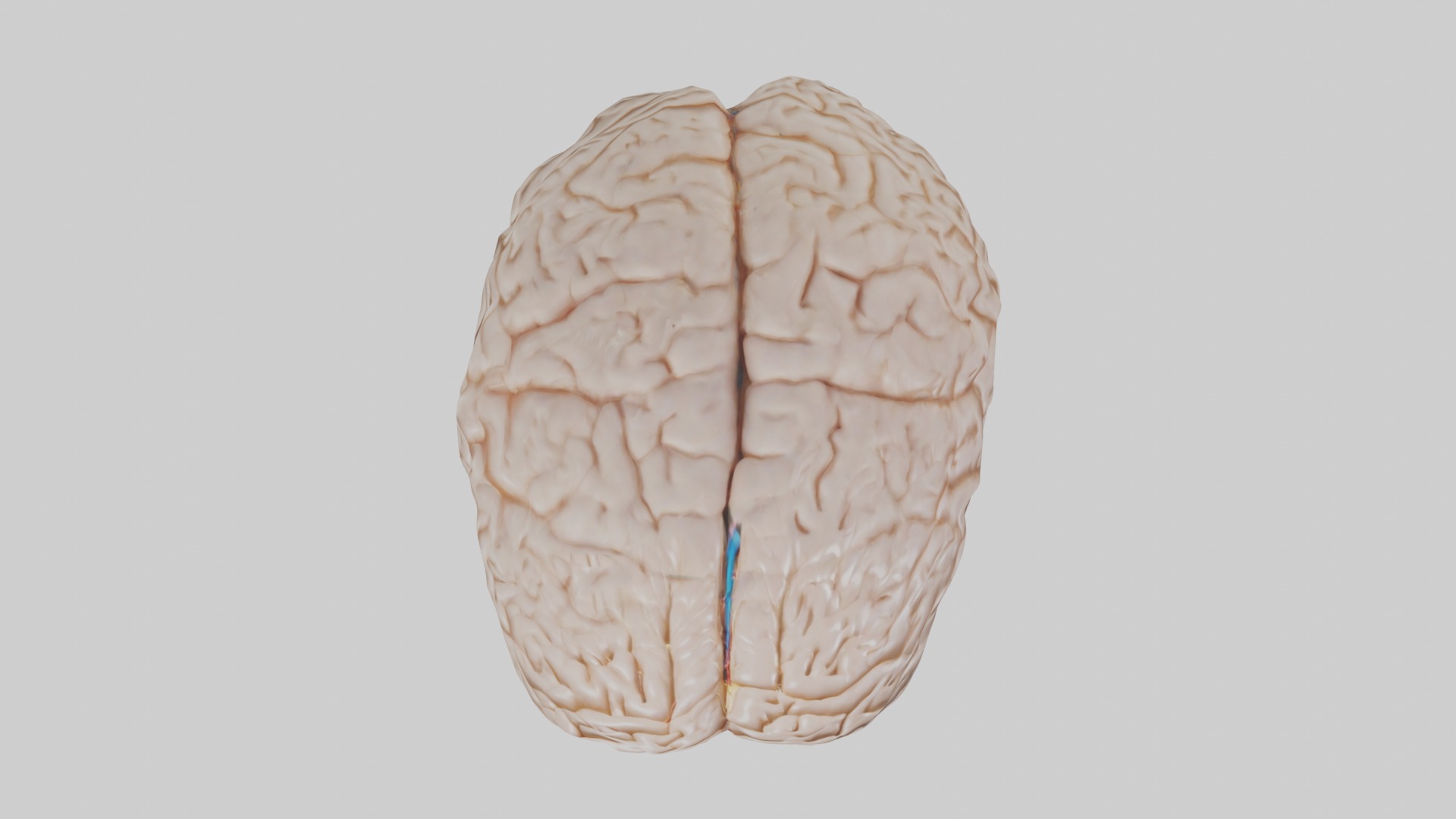 Brain Model 1 Low-poly 3D model_8