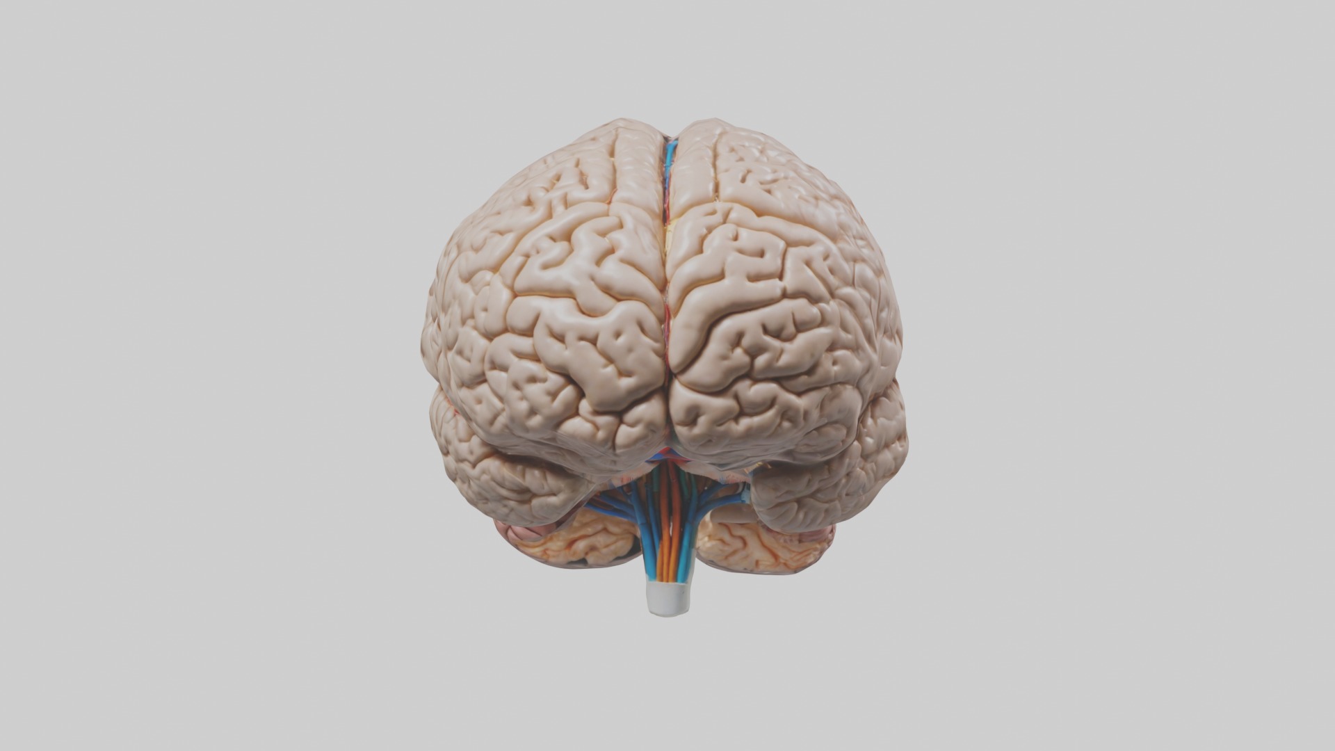 Brain Model 1 Low-poly 3D model_3