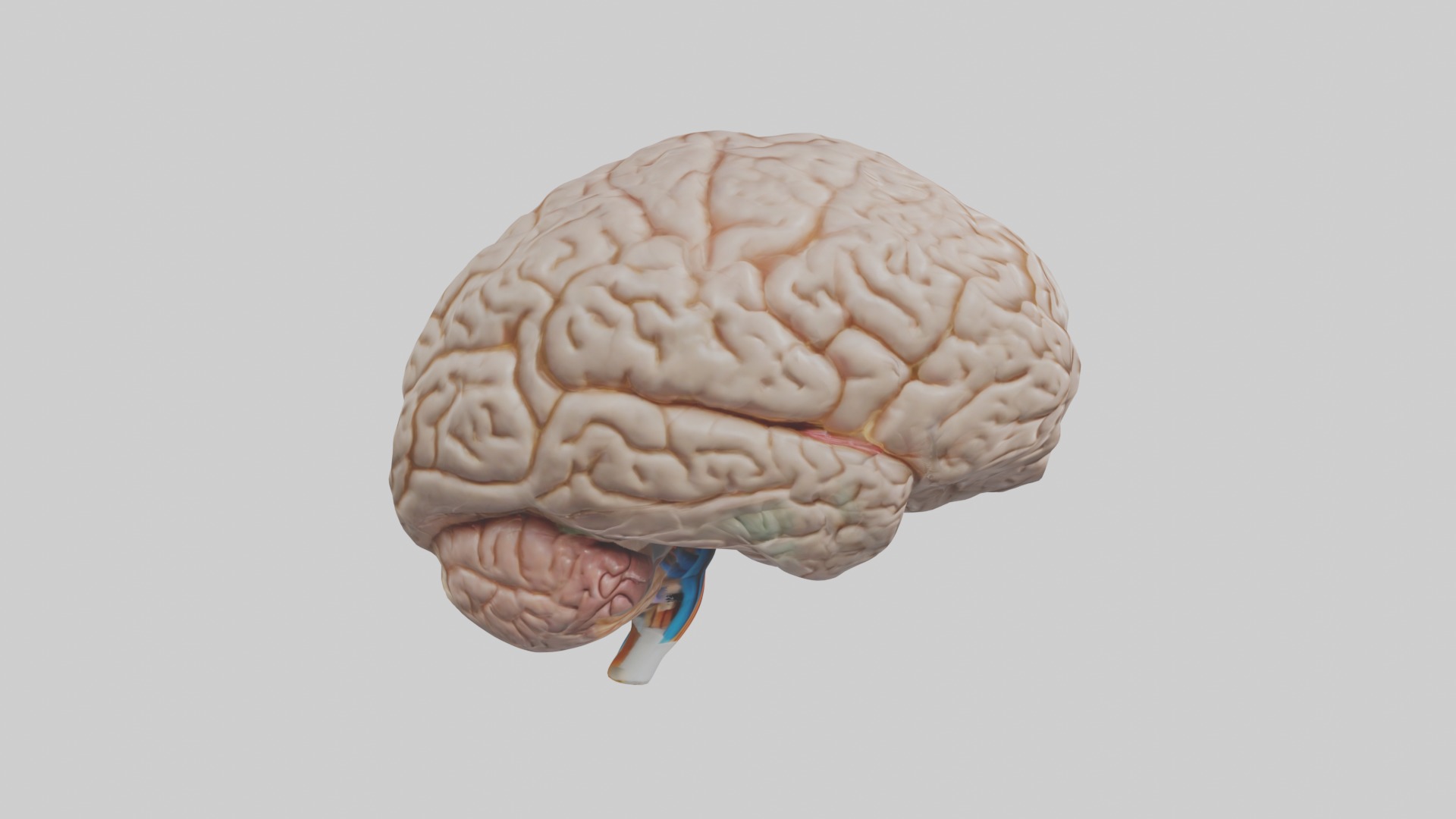 Brain Model 1 Low-poly 3D model_7