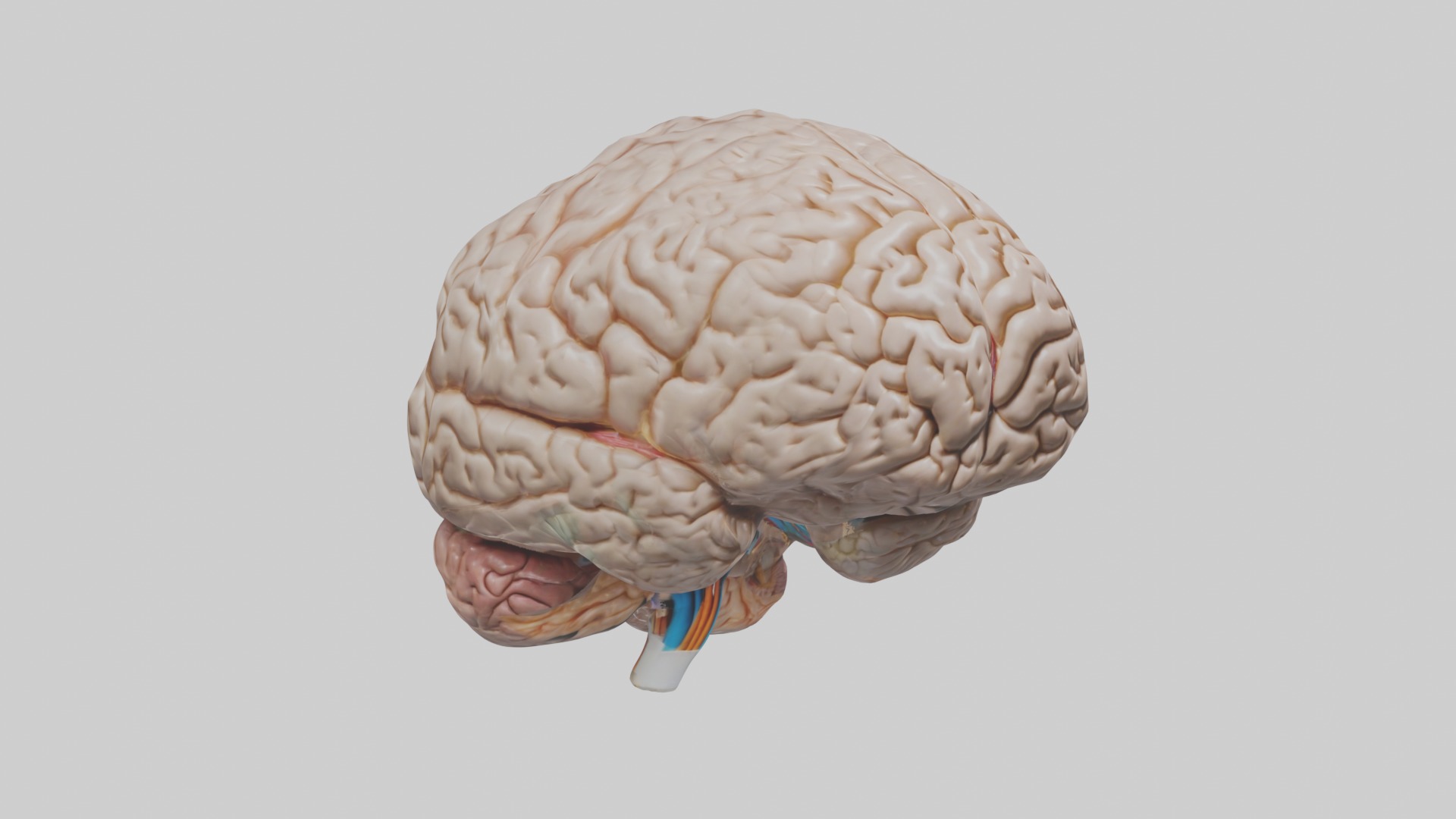 Brain Model 1 Low-poly 3D model_5