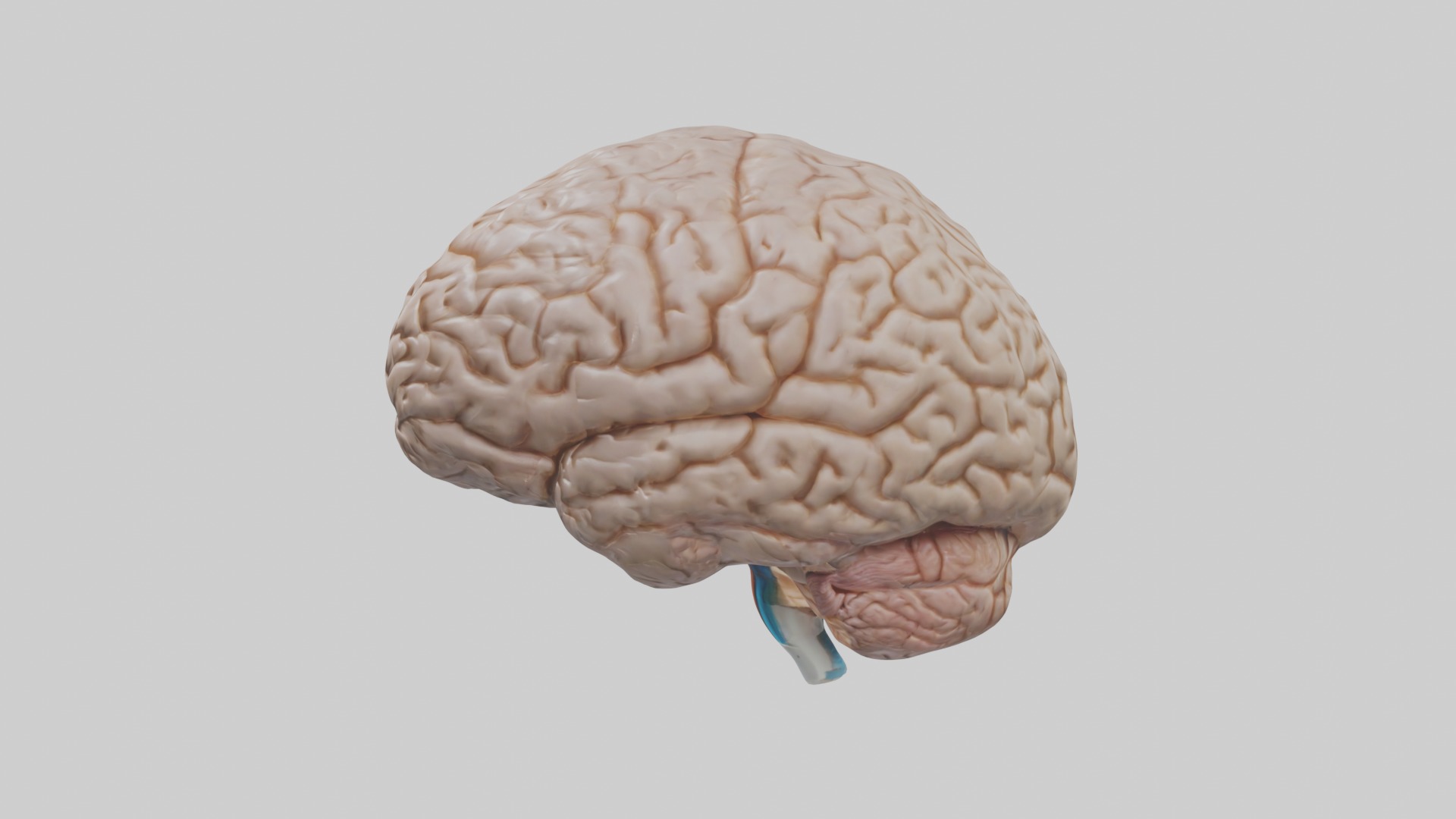 Brain Model 1 Low-poly 3D model_6