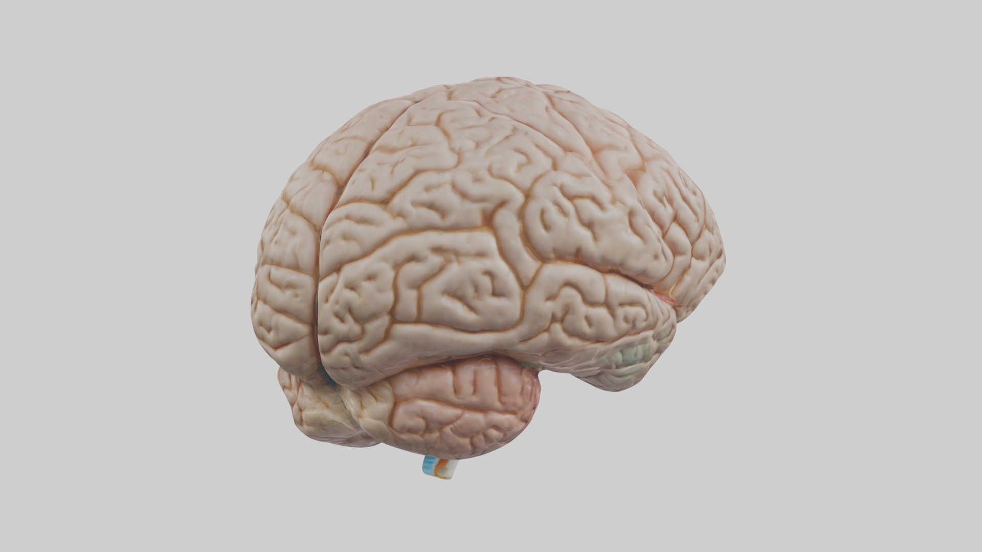 Brain Model 1 Low-poly 3D model_2