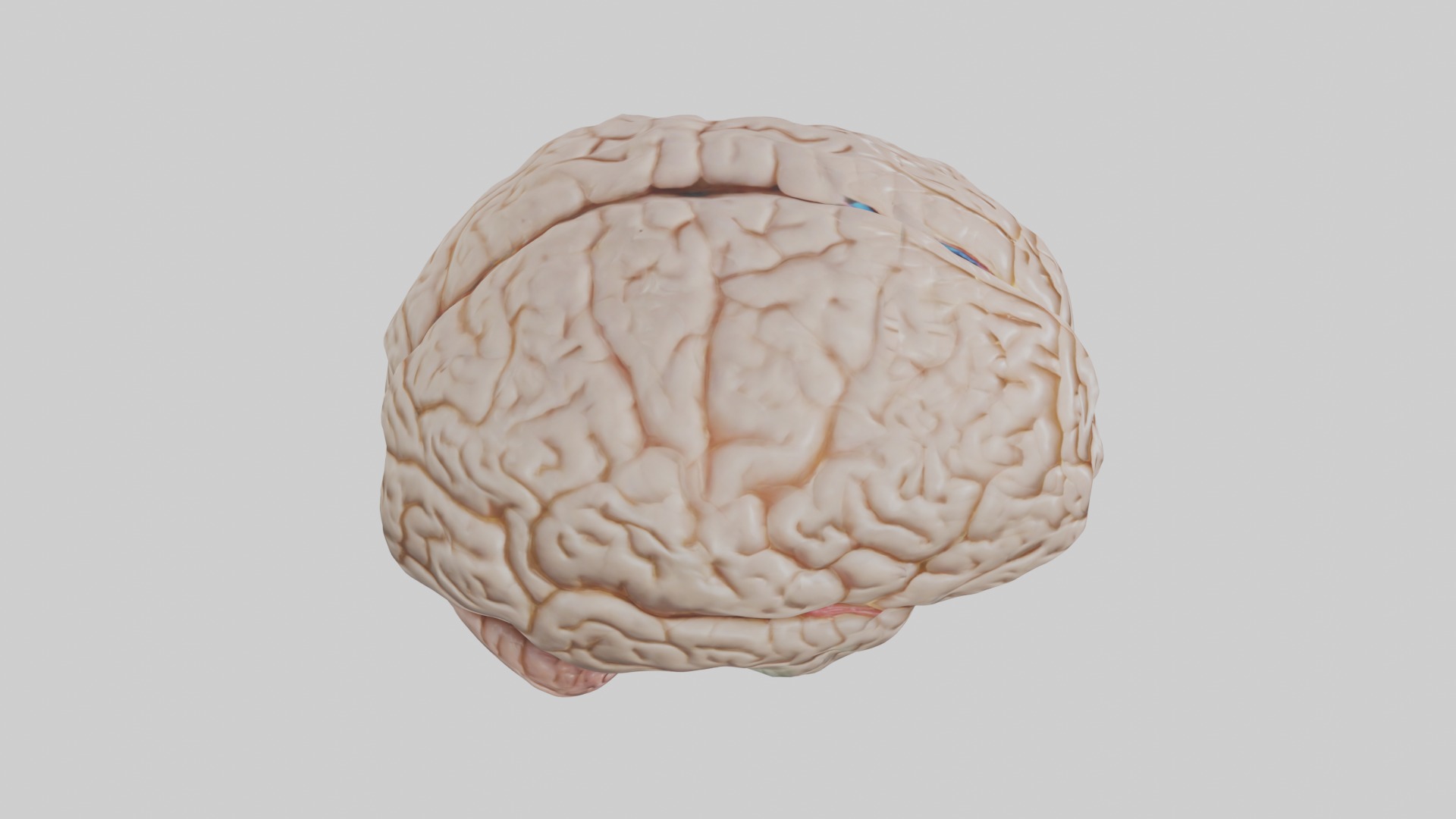 Brain Model 1 Low-poly 3D model_12
