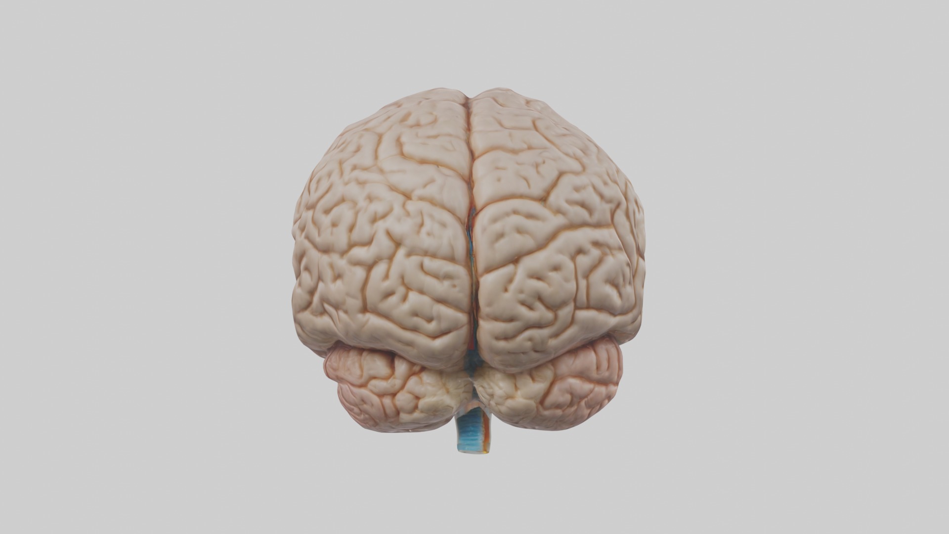 Brain Model 1 Low-poly 3D model_1