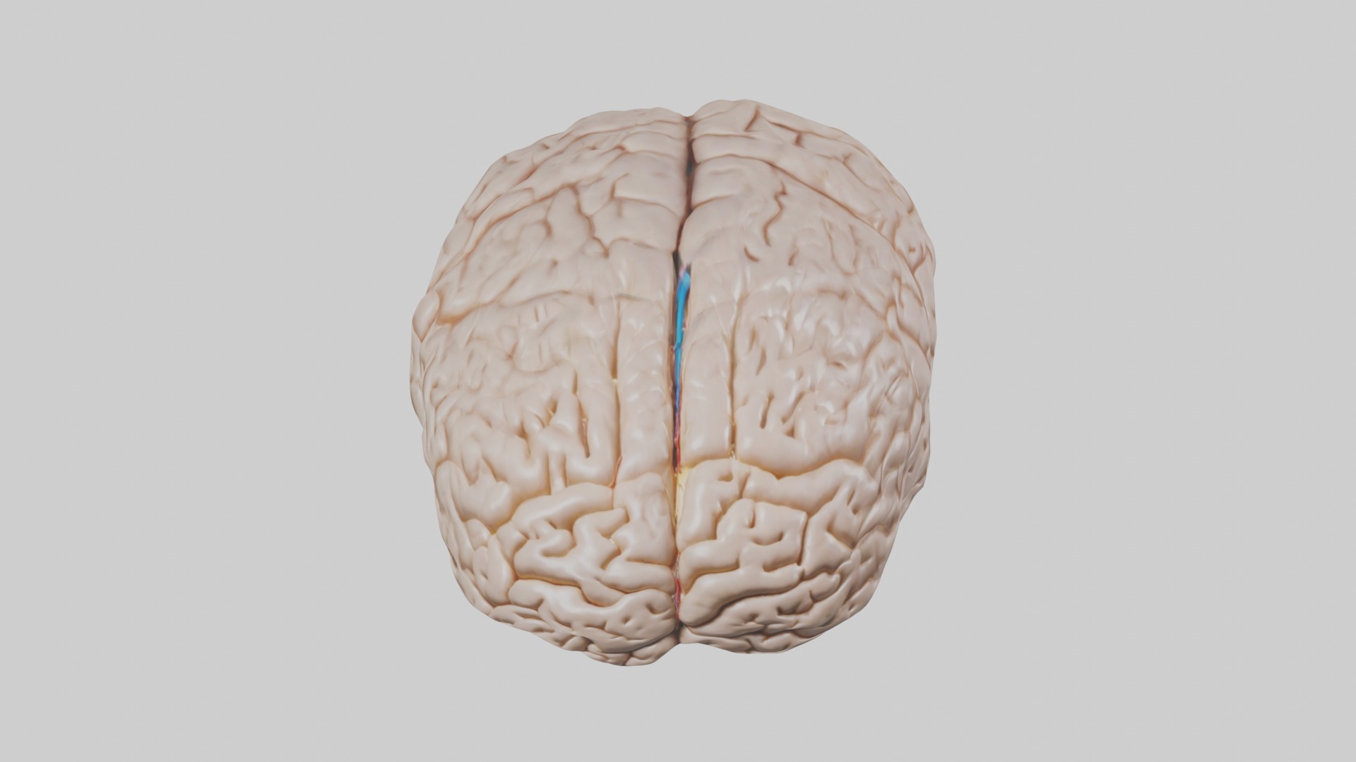Brain Model 1 Low-poly 3D model_10