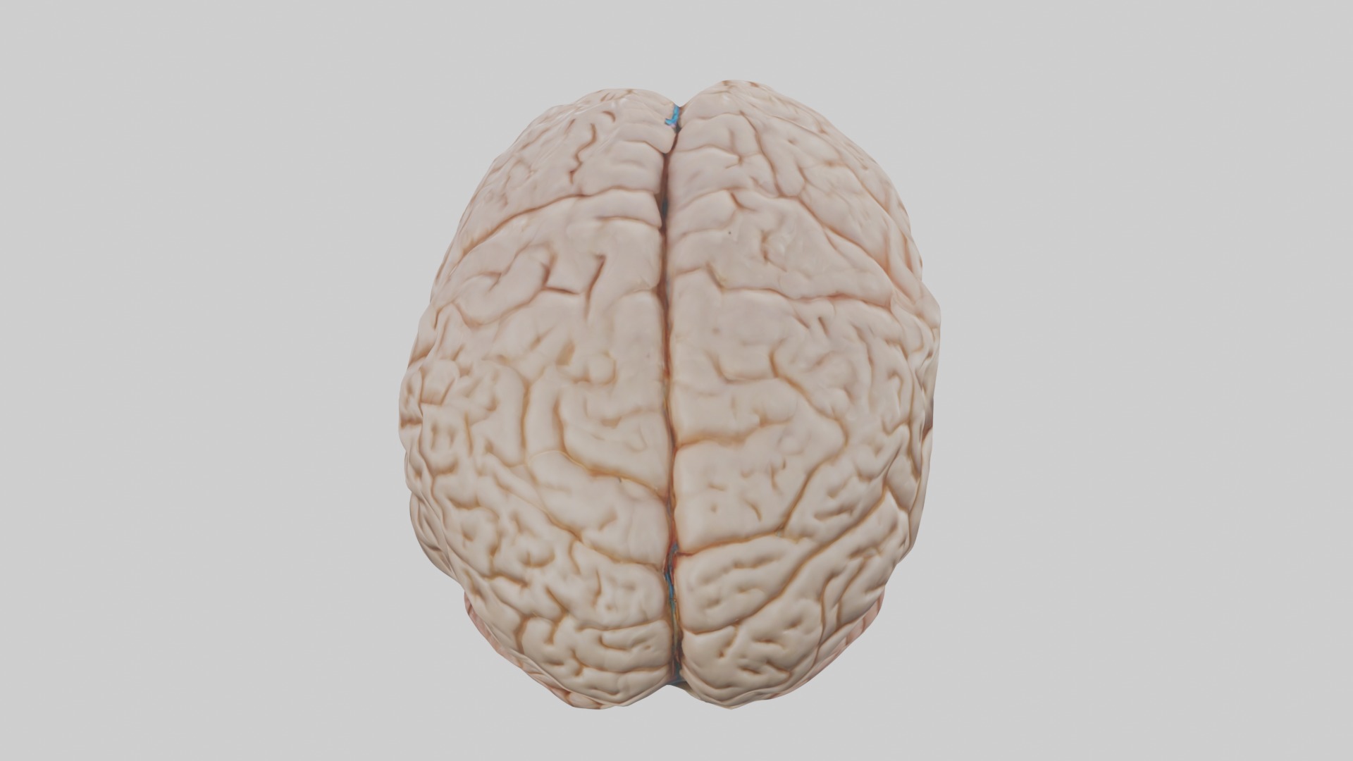 Brain Model 1 Low-poly 3D model_9