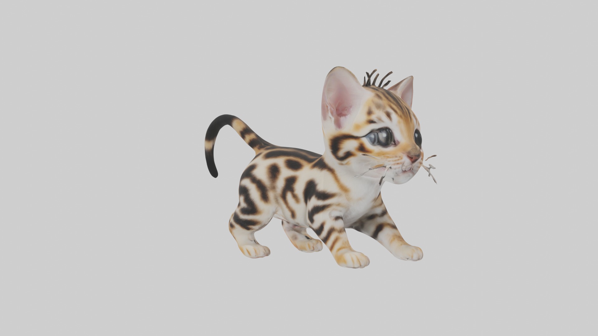 Bengal Kitten Model 1 Low-poly 3D model_4
