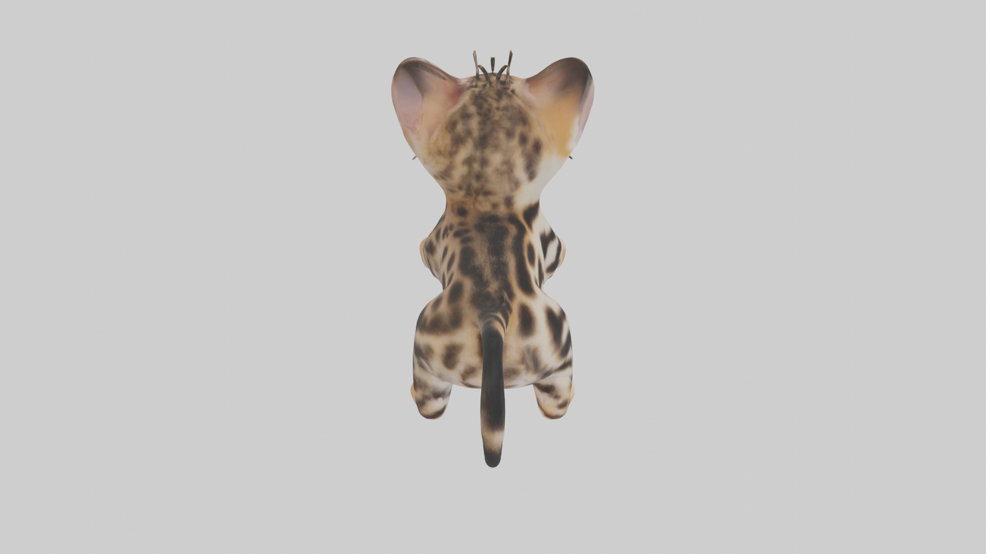Bengal Kitten Model 1 Low-poly 3D model_12