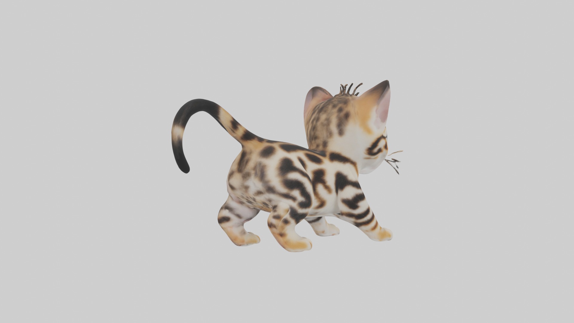 Bengal Kitten Model 1 Low-poly 3D model_5