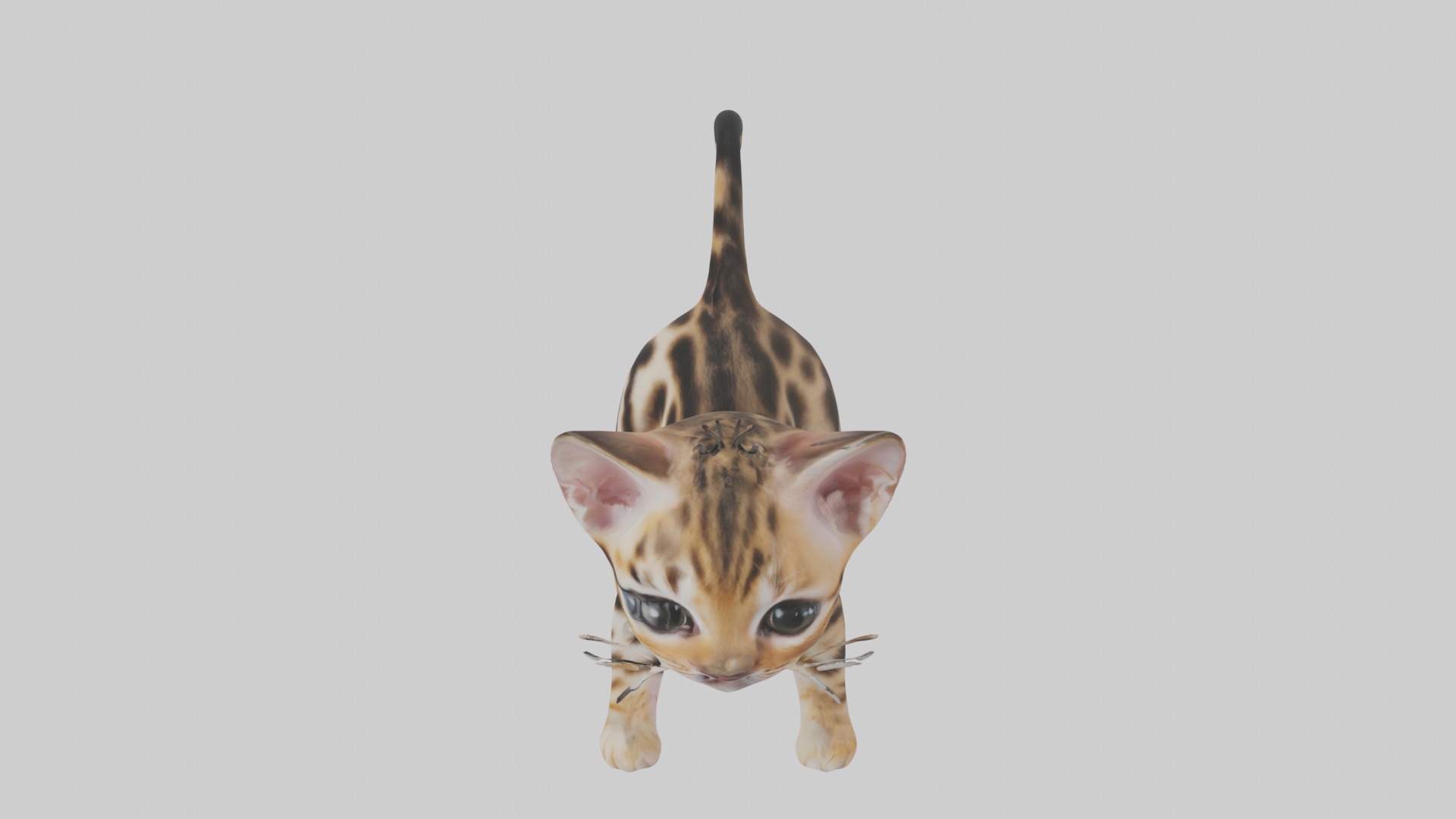 Bengal Kitten Model 1 Low-poly 3D model_11