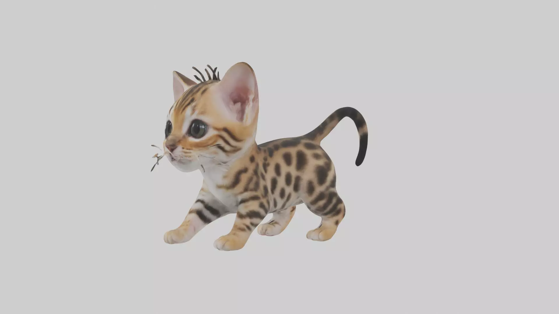 Bengal Kitten Model 1 Low-poly 3D model_0